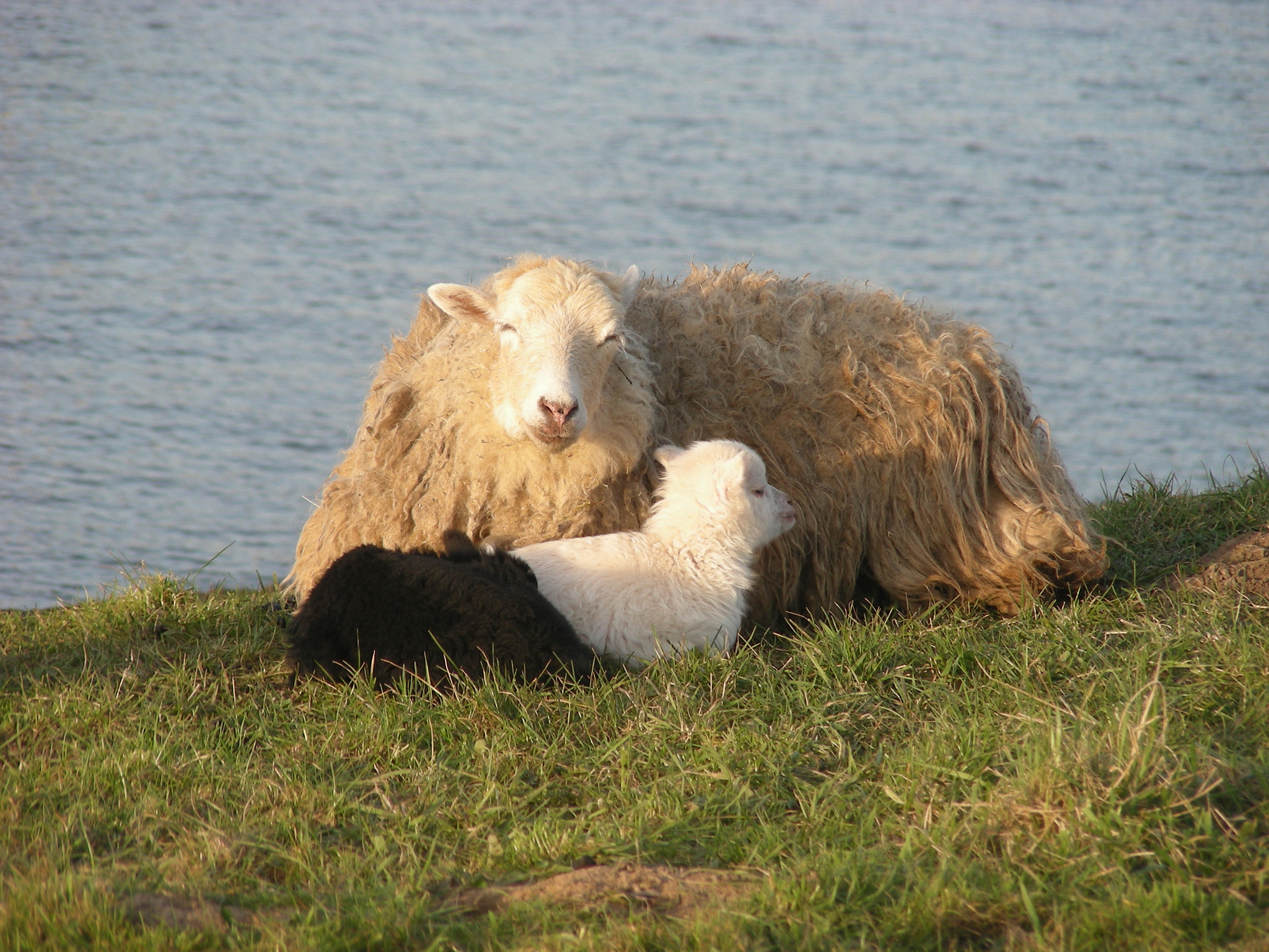 Nikon COOLPIX S10 sample photo. Lambs and sheeps photography