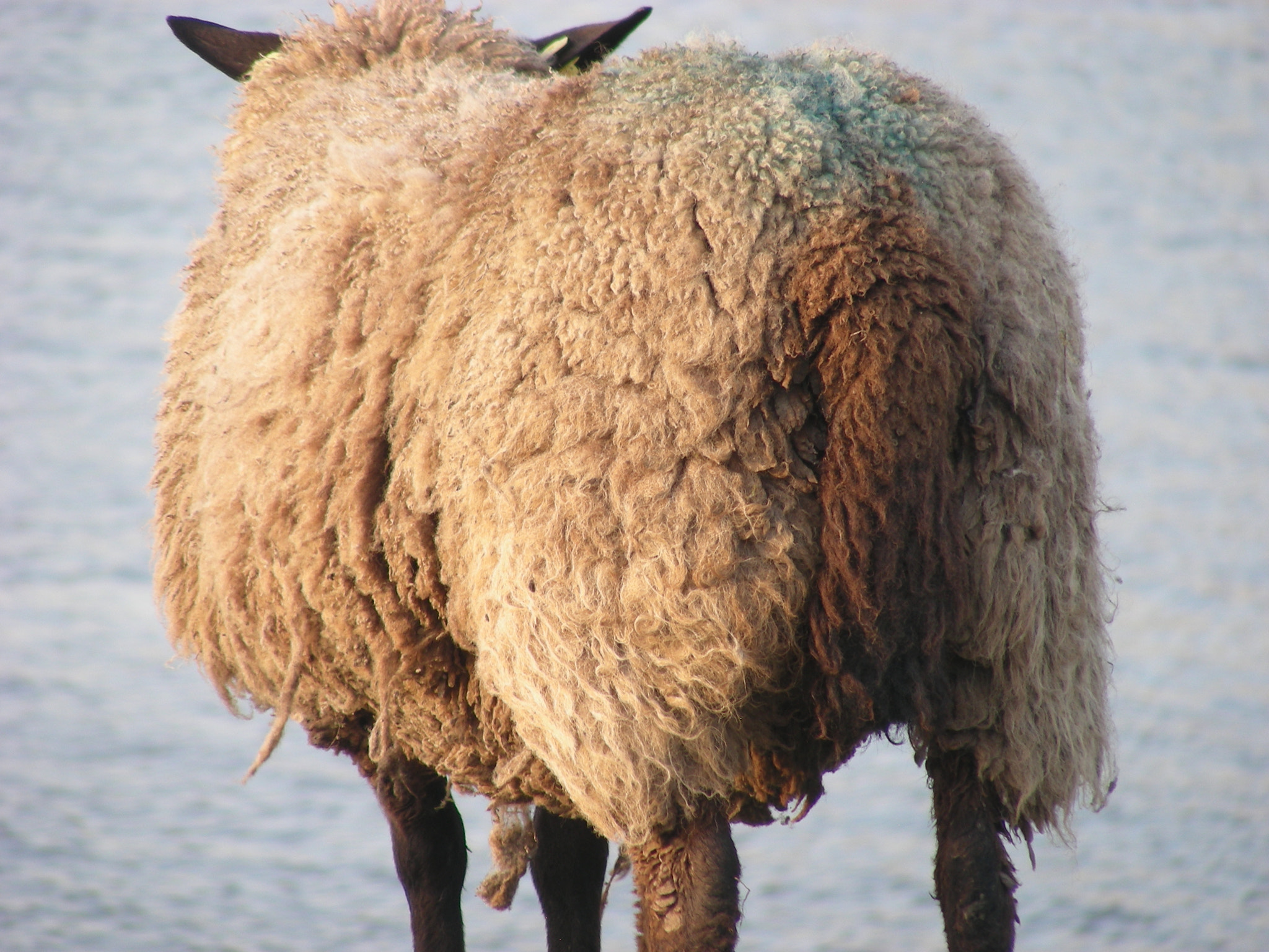 Nikon COOLPIX S10 sample photo. Lambs and sheeps photography