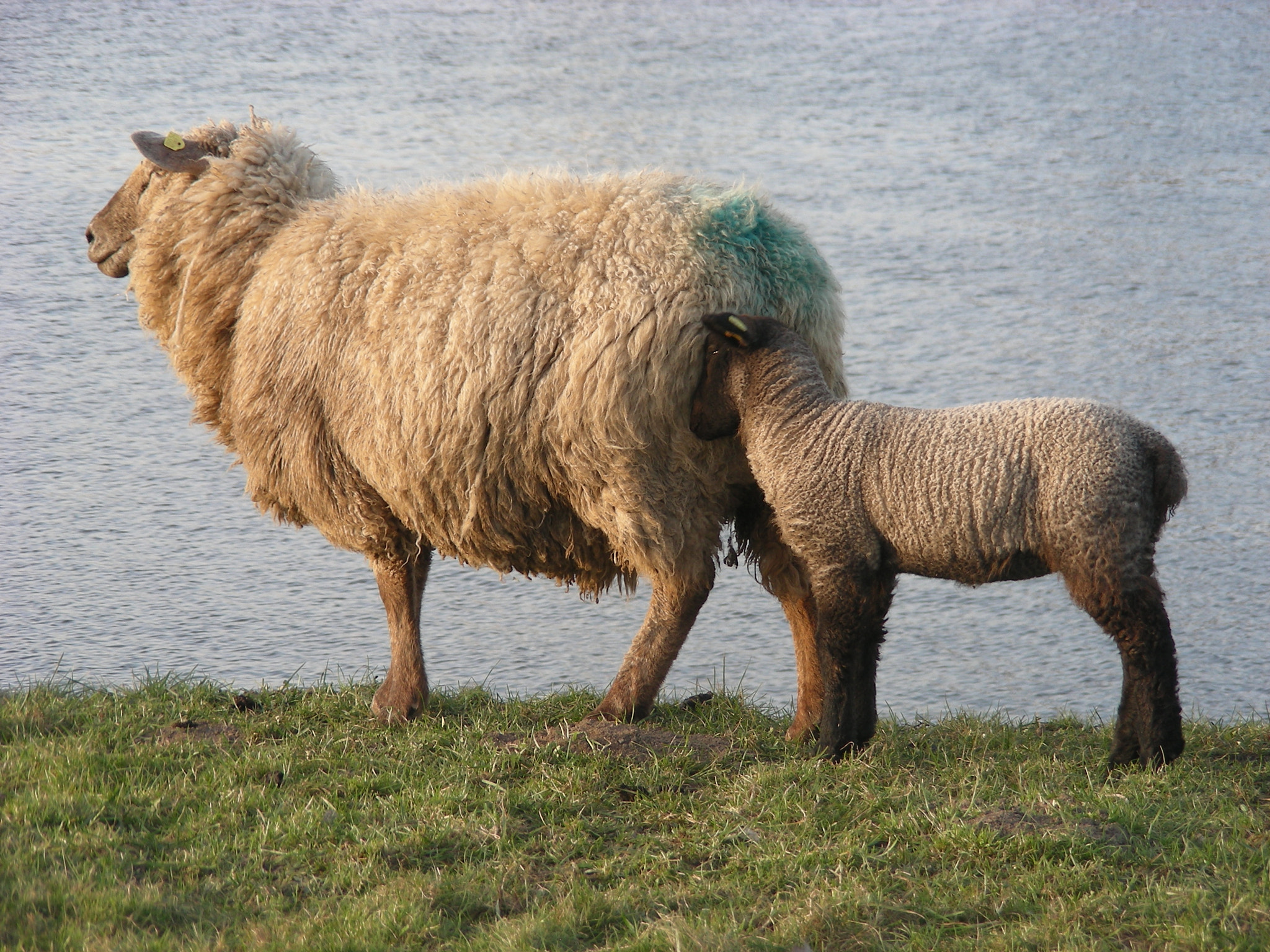 Nikon COOLPIX S10 sample photo. Lambs and sheeps photography