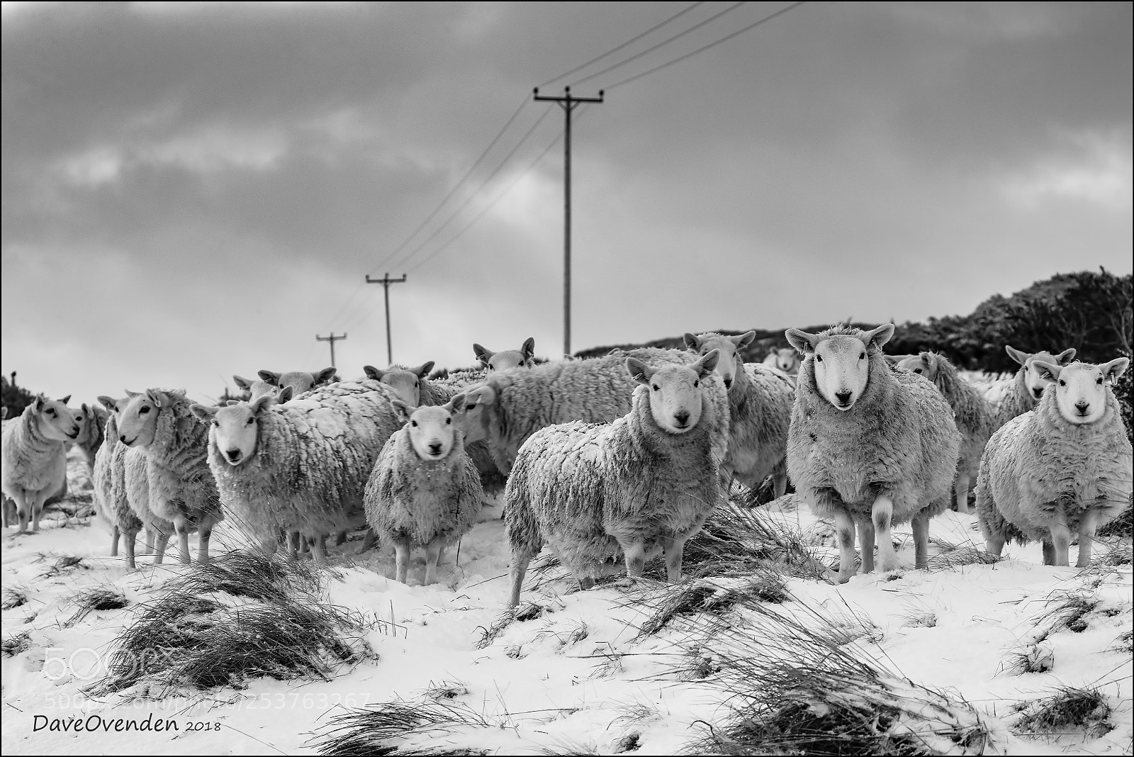 Canon EOS-1D X Mark II sample photo. Sheep photography