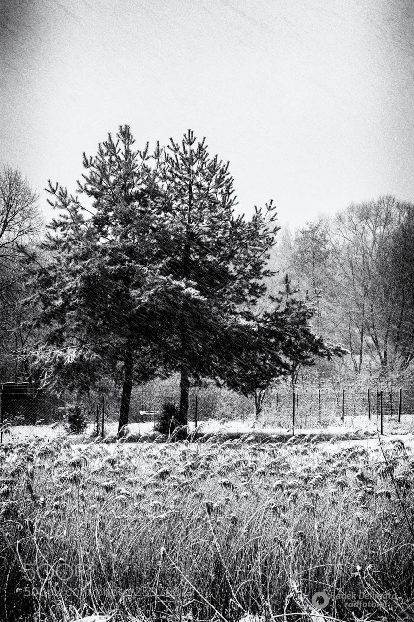Nikon D7100 sample photo. Winter in tarnobrzeg photography