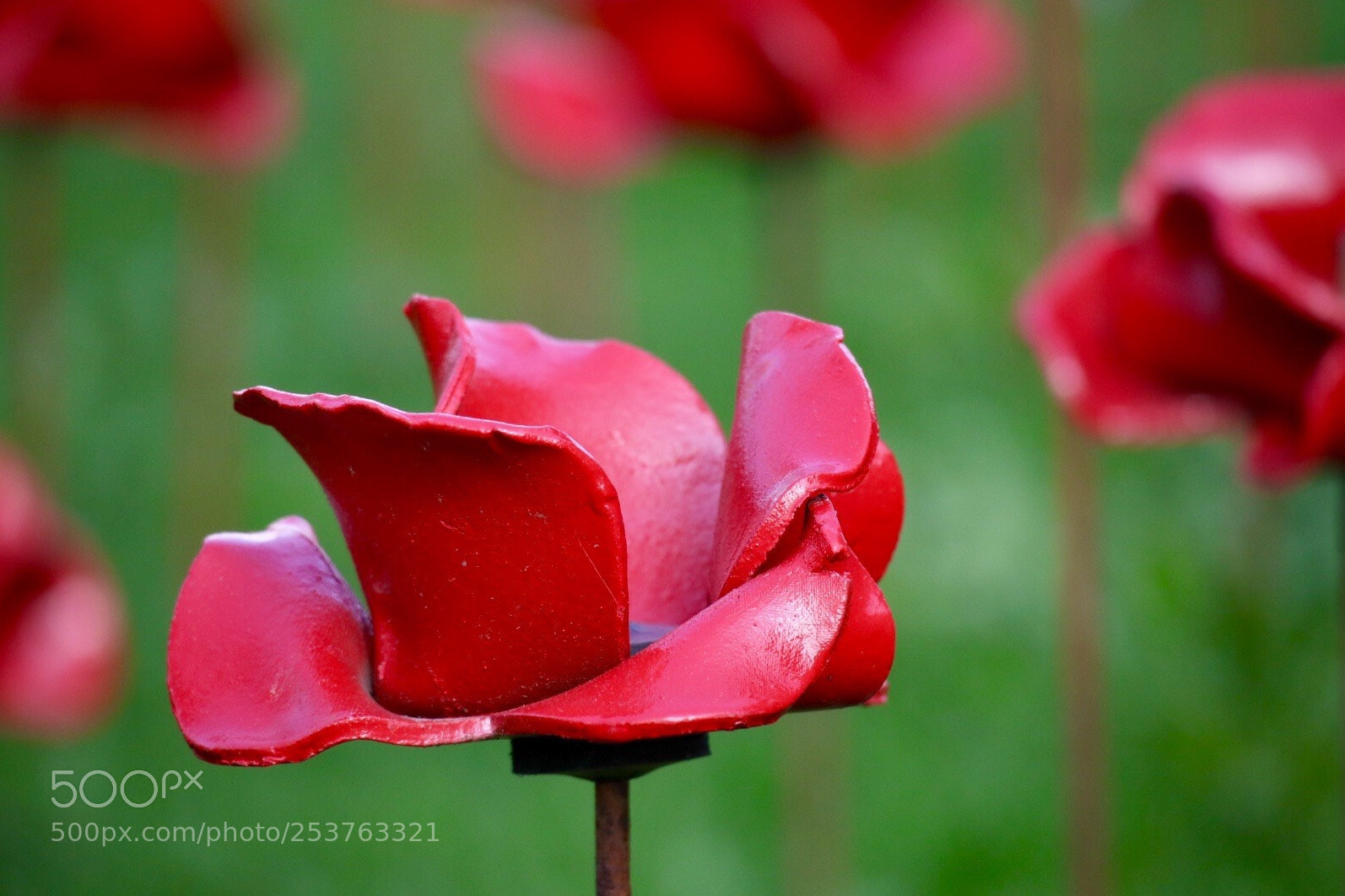 Canon EOS M50 (EOS Kiss M) sample photo. Red & green photography