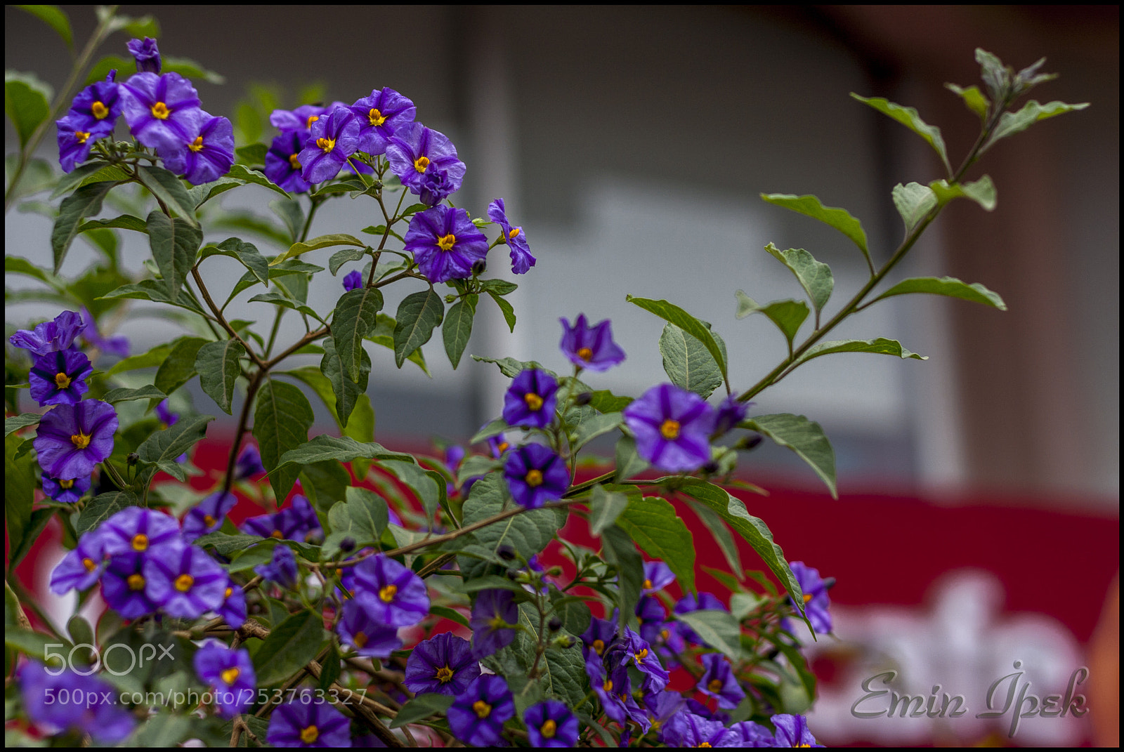 Canon EOS 40D sample photo. Flower photography