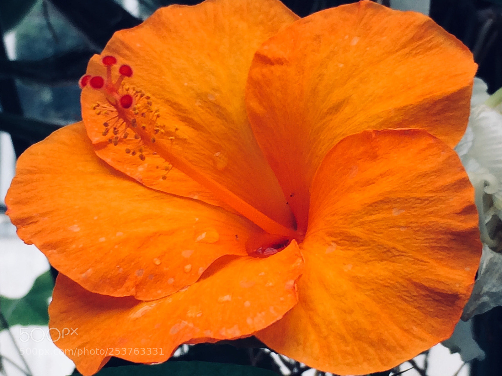 Apple iPhone 5s sample photo. Untitled photography