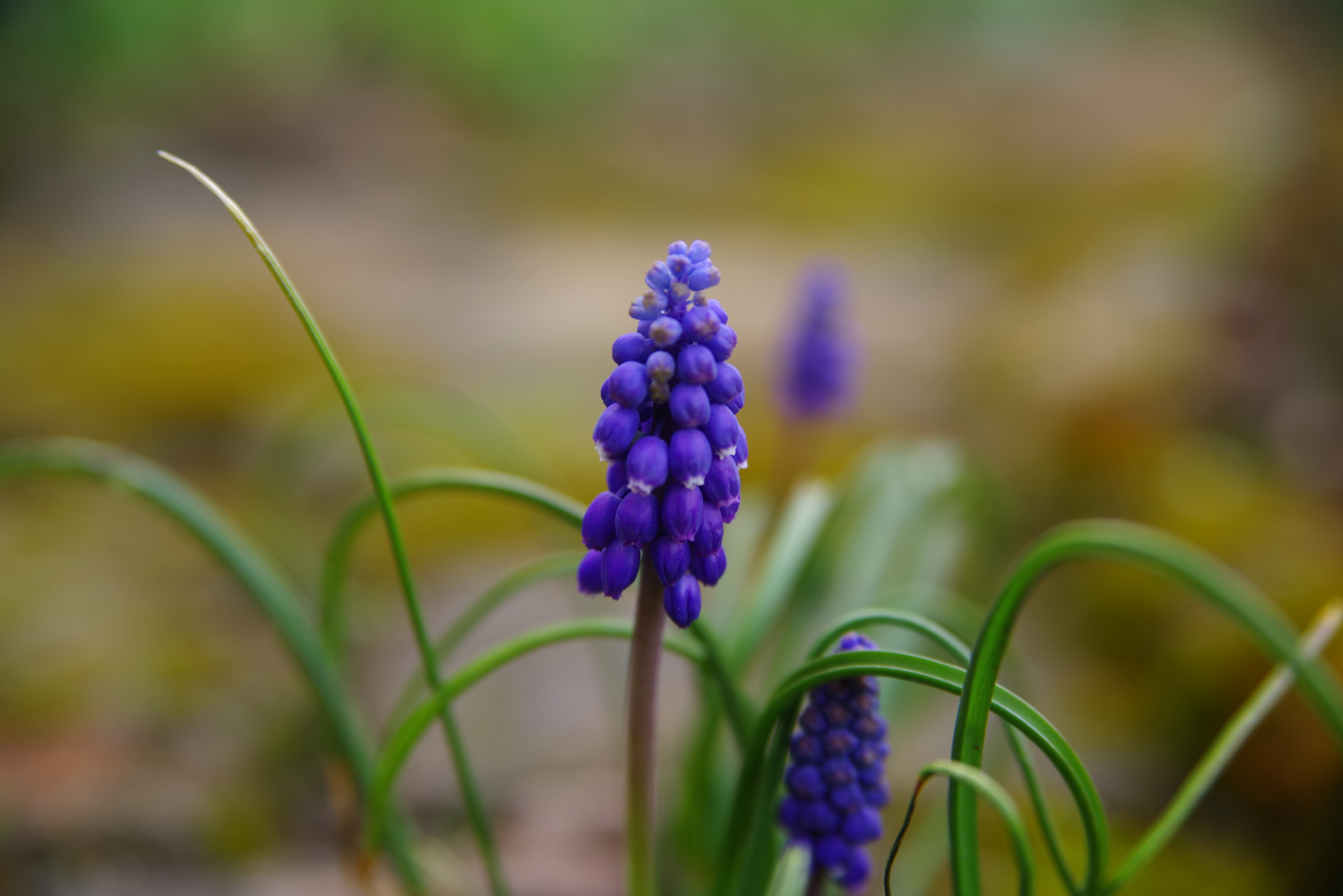 Pentax K-1 sample photo. Muscari photography