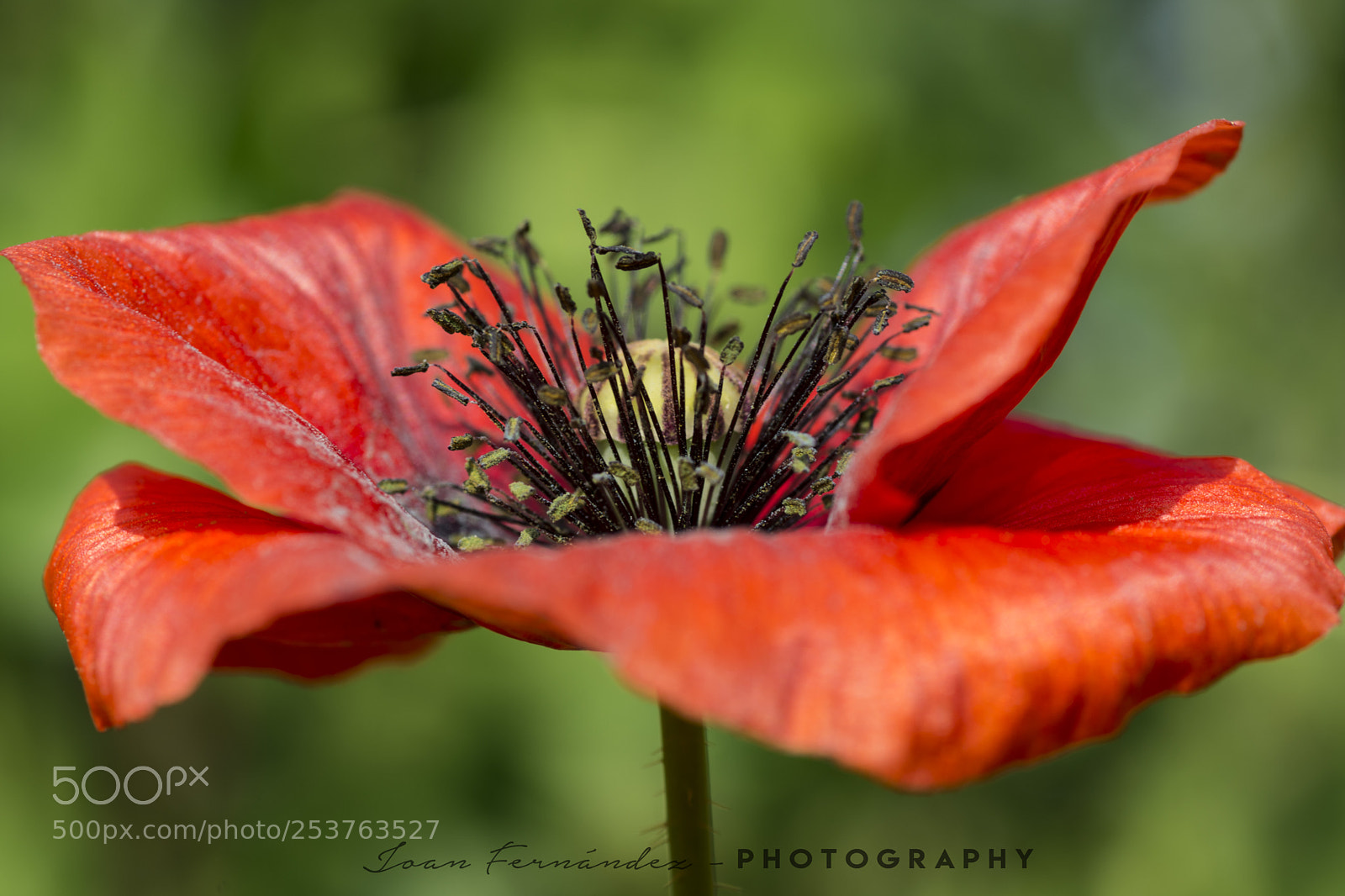 Nikon D7200 sample photo. Poppy photography