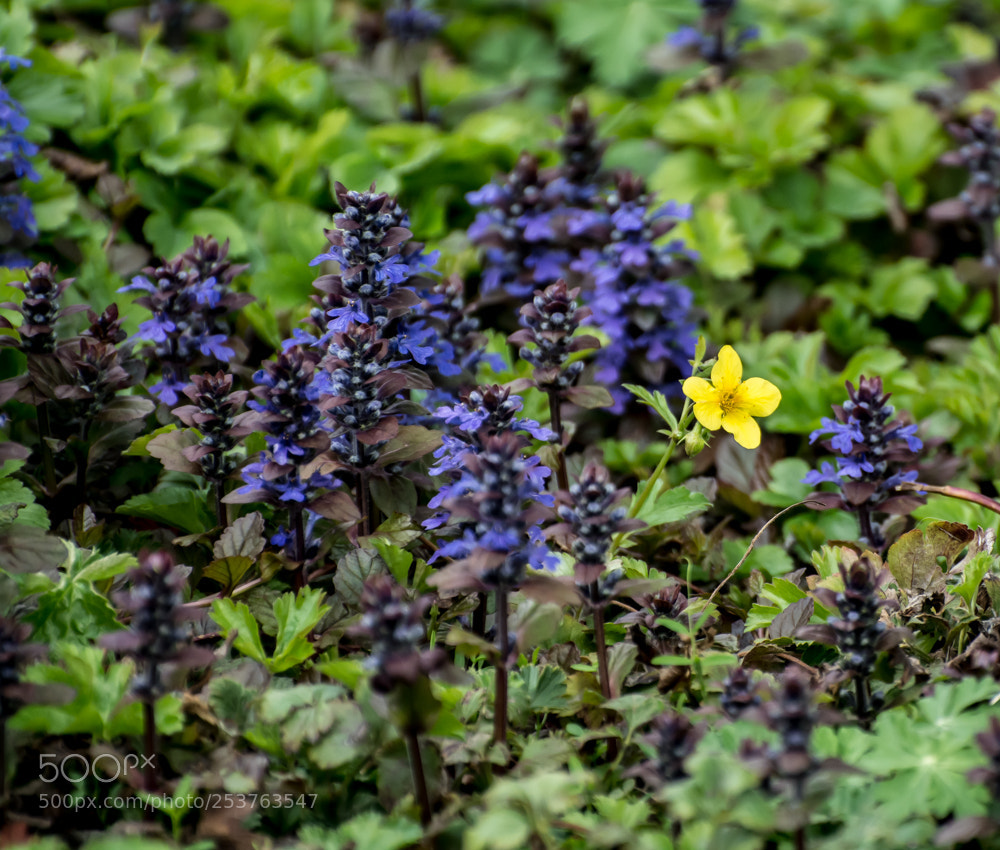 Nikon D7100 sample photo. Yellow spot. photography
