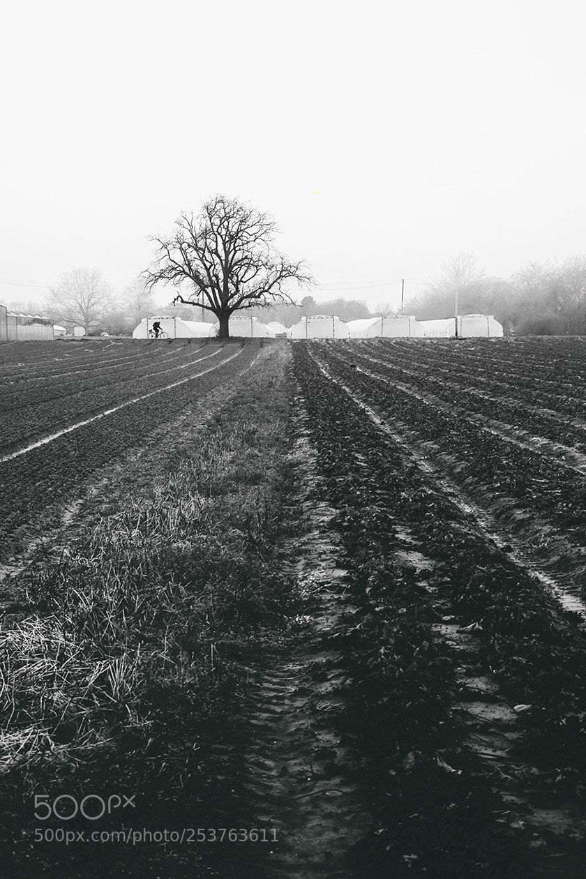 Olympus OM-D E-M5 sample photo. German rural landscape photography