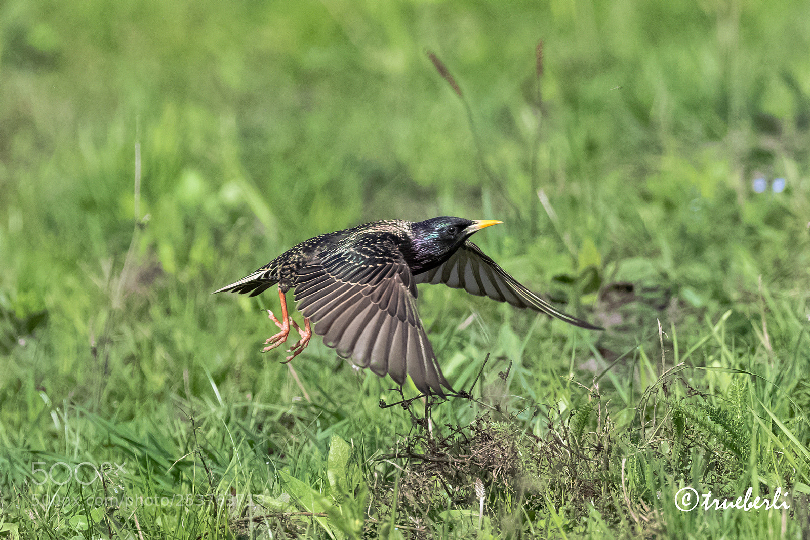 Canon EOS 7D Mark II sample photo. Star (sturnus vulgaris) photography