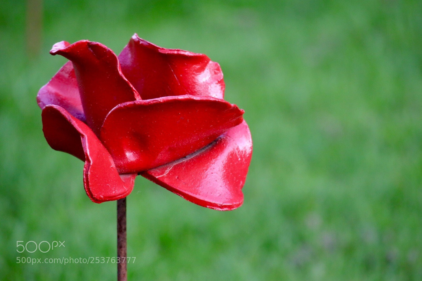 Canon EOS M50 (EOS Kiss M) sample photo. Red & green photography