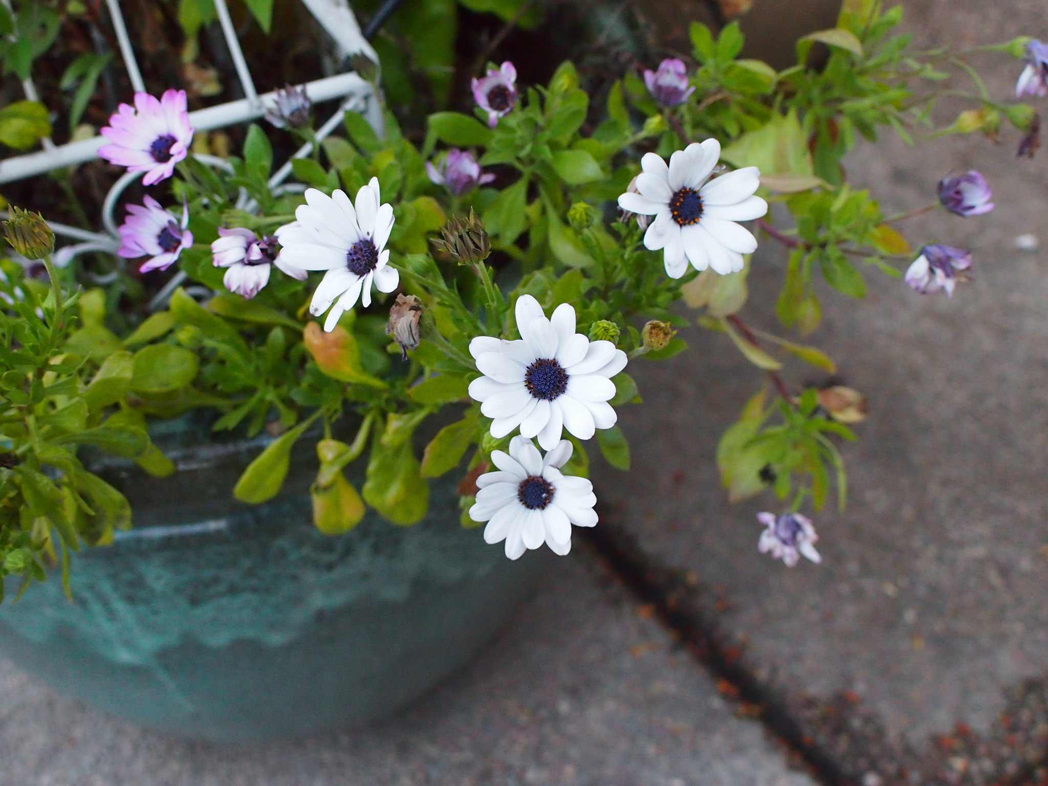 Olympus PEN E-P3 sample photo. Olympus digital camera photography