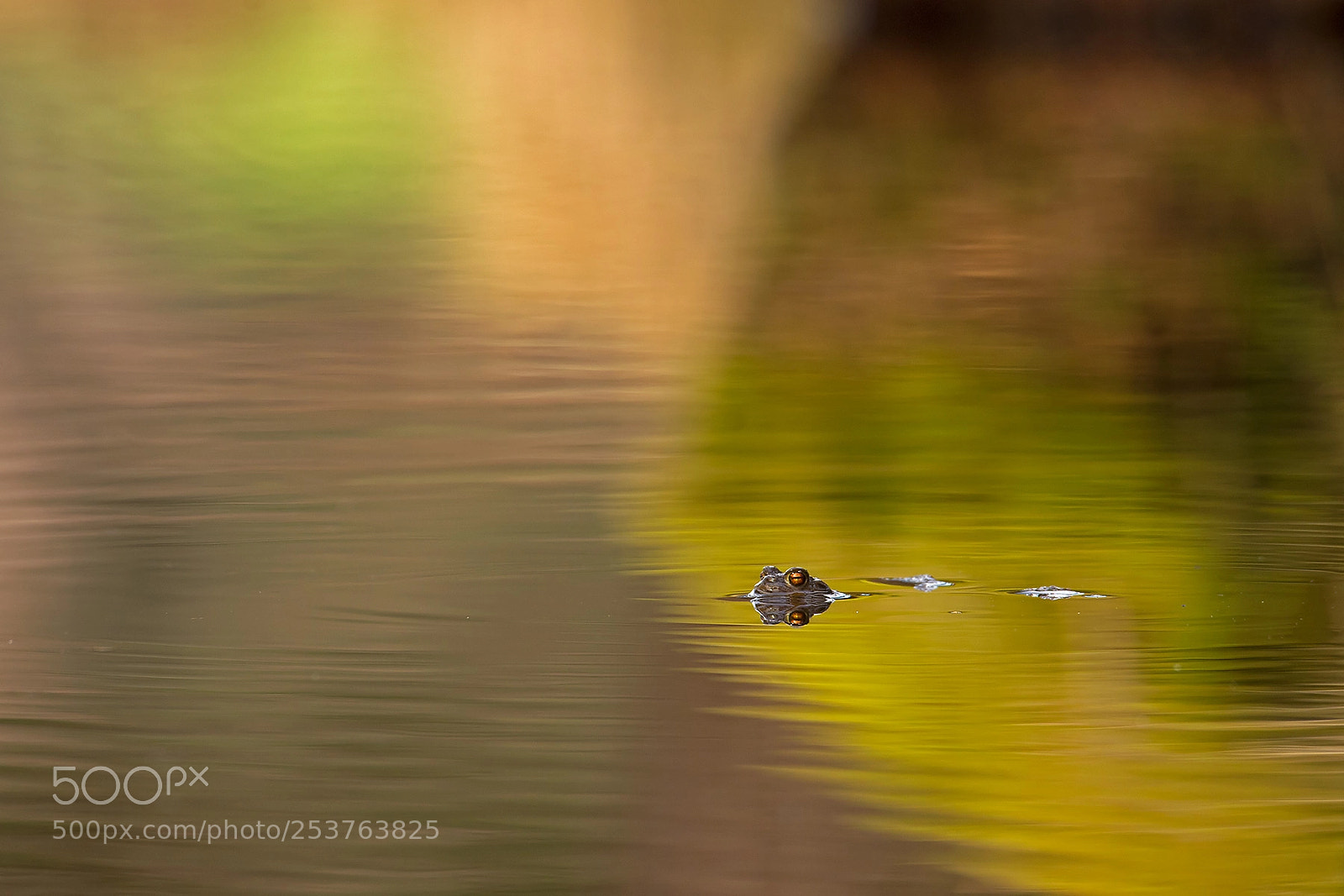 Pentax K-5 sample photo. Wachsame augen photography