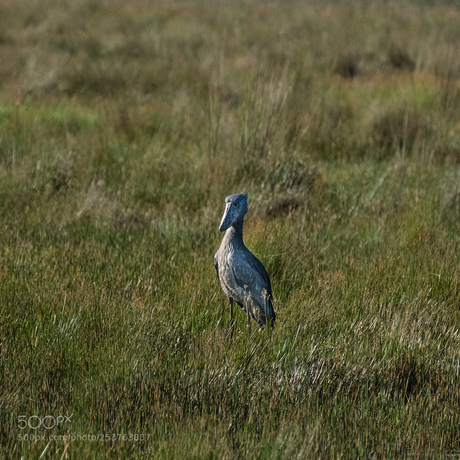 Fujifilm X-T2 sample photo. Shoebill ! vaut le voyage ! photography