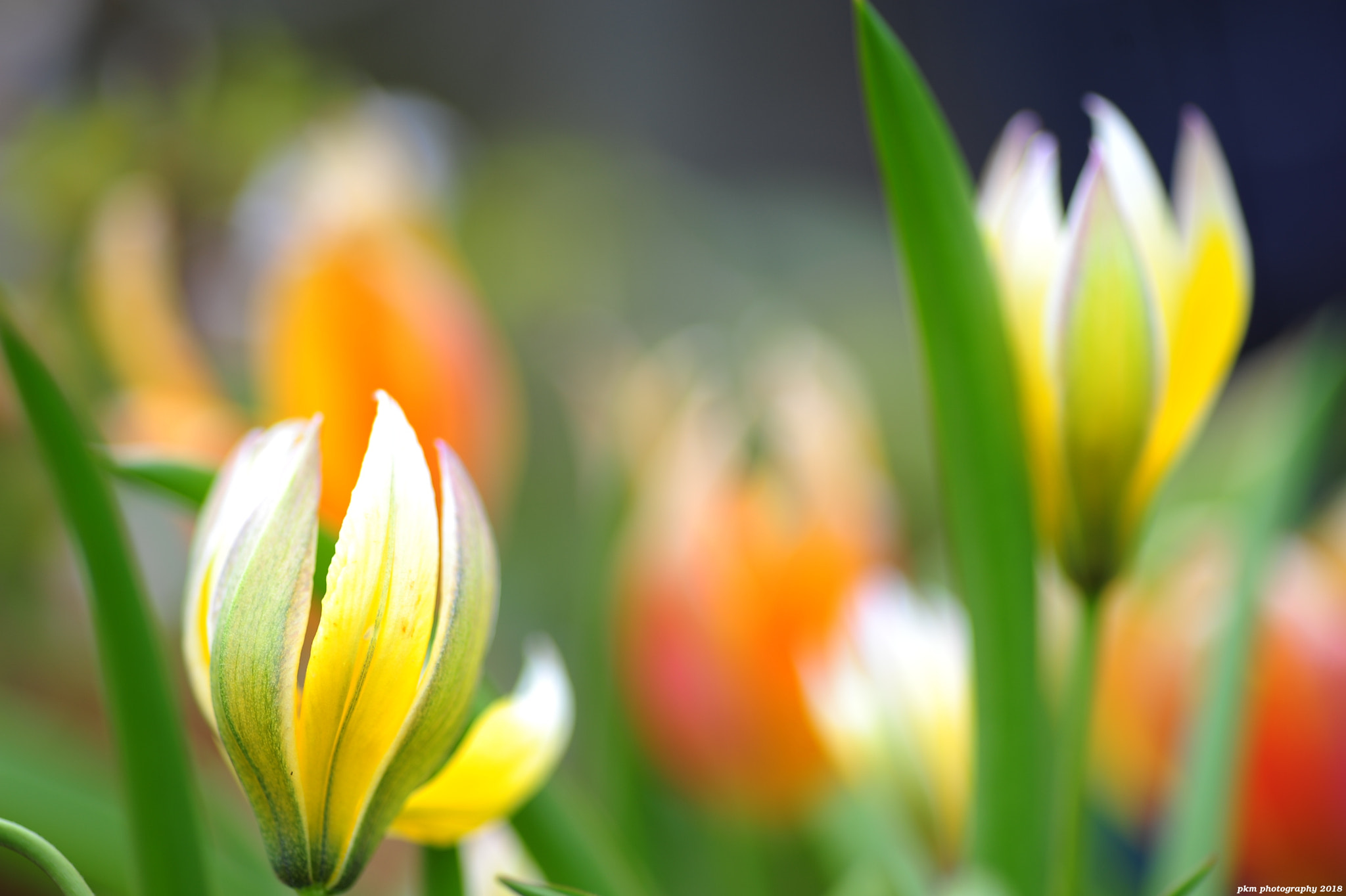 Nikon D700 sample photo. Lemon tulips photography