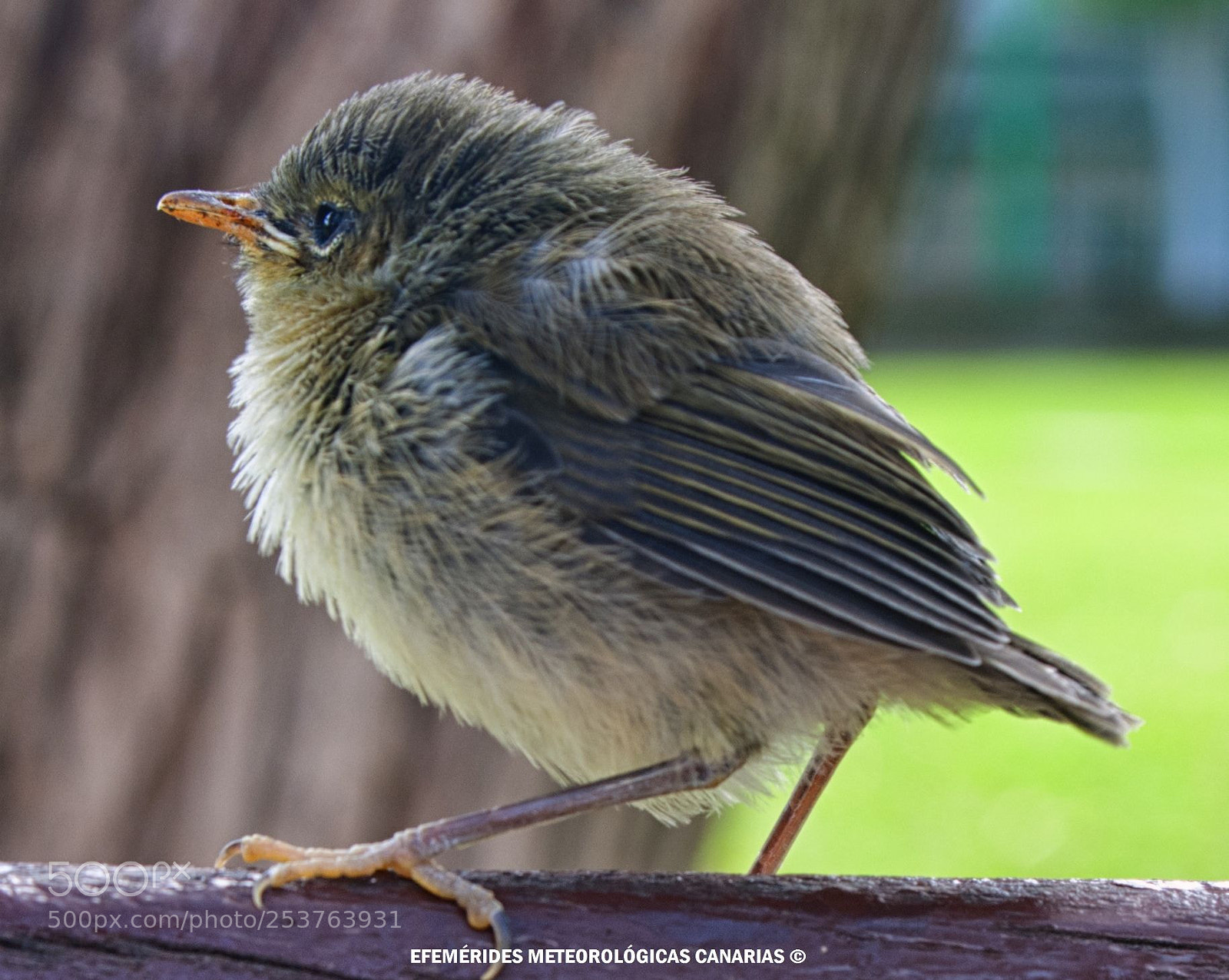 Nikon D60 sample photo. Mosquitero photography