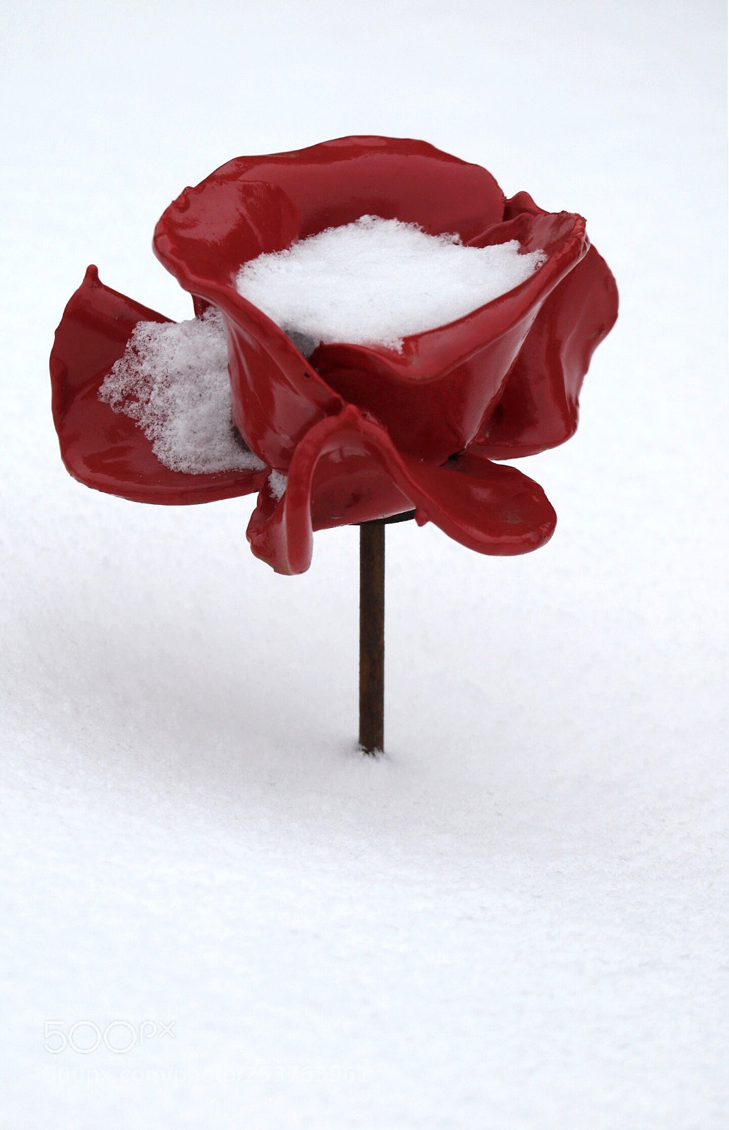Canon EOS M3 sample photo. Poppy in snow photography