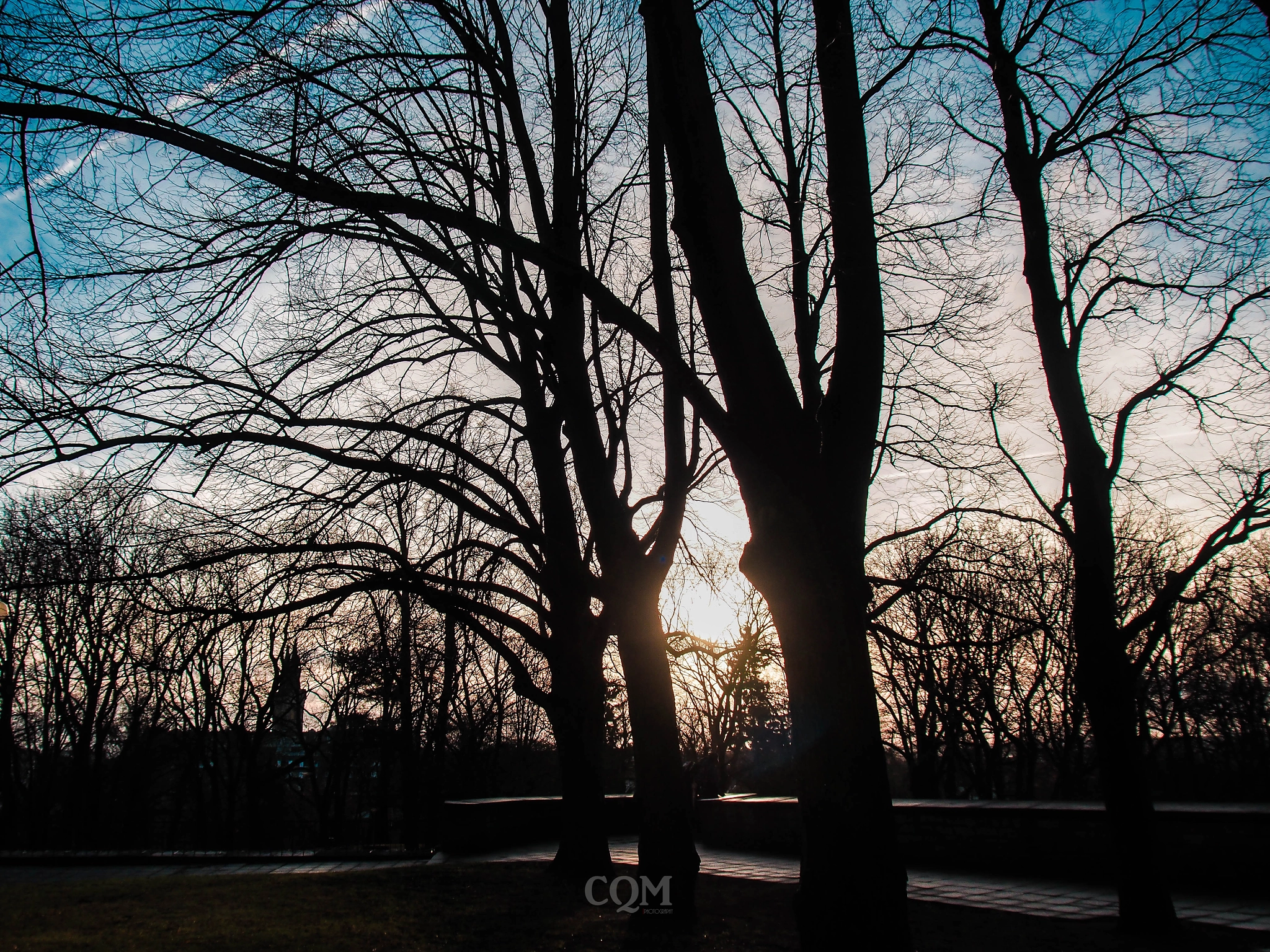 Olympus PEN E-P5 sample photo. Deciduous tree photography