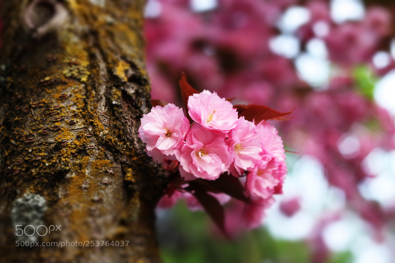 Canon EOS 77D (EOS 9000D / EOS 770D) sample photo. Spring  photography