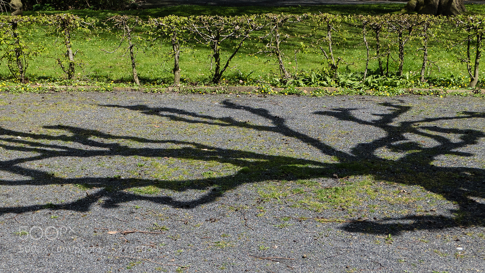 Panasonic Lumix DMC-LX10 (Lumix DMC-LX15) sample photo. Baumverlauf photography