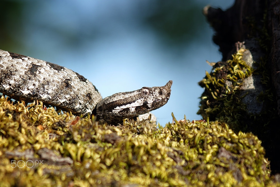 Pentax smc DA* 60-250mm F4.0 ED (IF) SDM sample photo. Vipera ammodytes photography