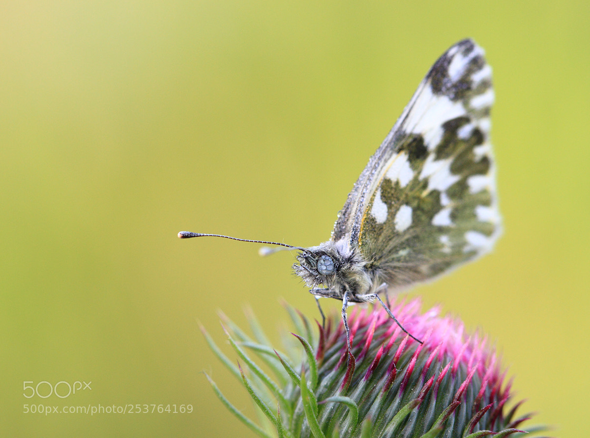 Canon EOS 7D sample photo. Butterfly photography