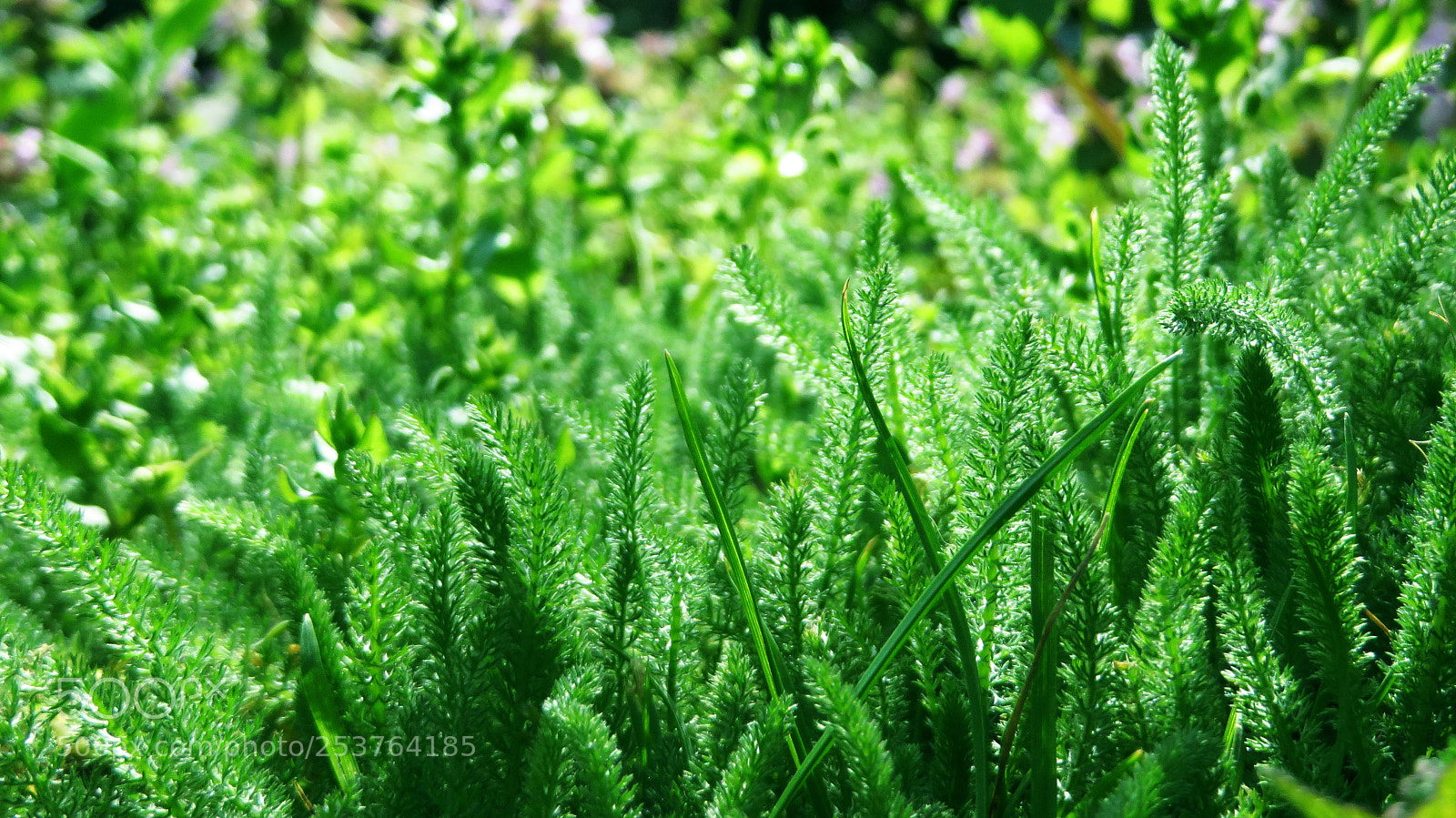 Canon PowerShot SX270 HS sample photo. Macro forest photography
