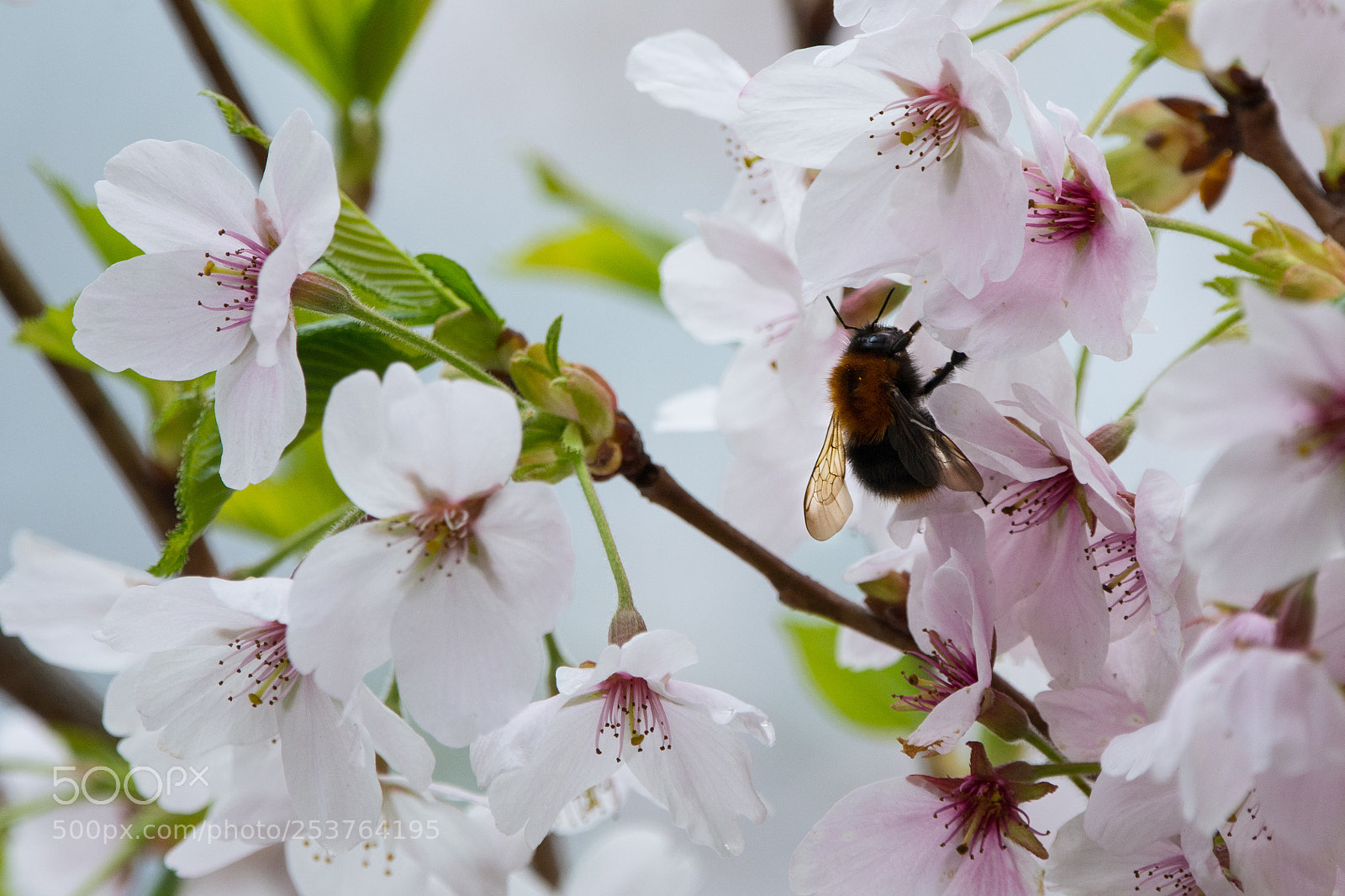 Nikon D7100 sample photo. Cherrie blossom nectar photography