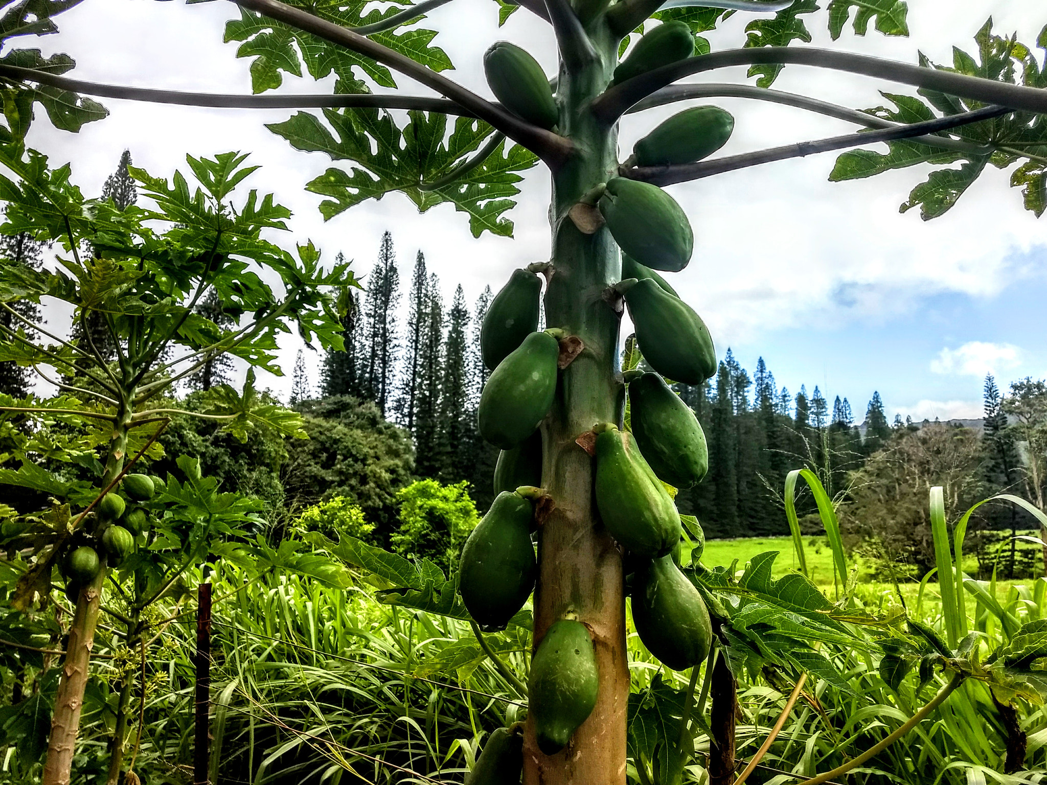 Motorola Moto Z (2) Play sample photo. Lush landscape of kauai beckons  photography