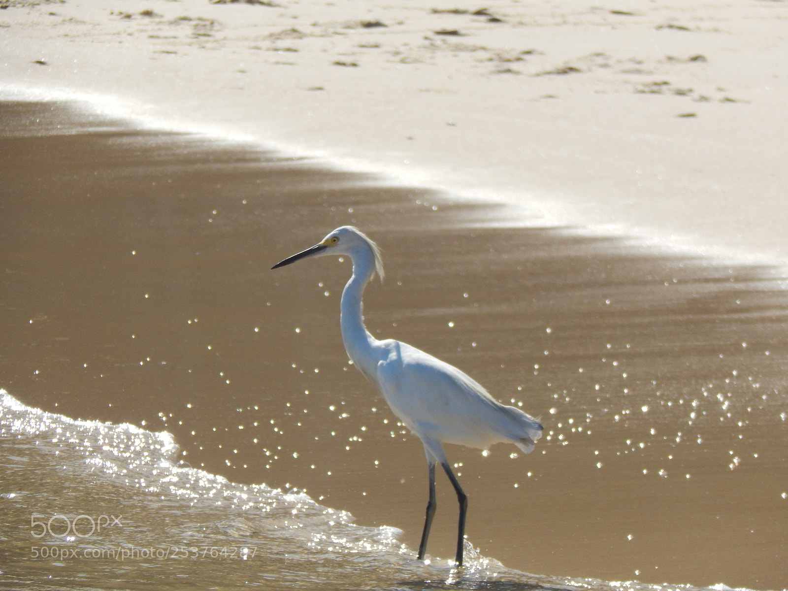 Nikon Coolpix L820 sample photo. Egretta thula photography