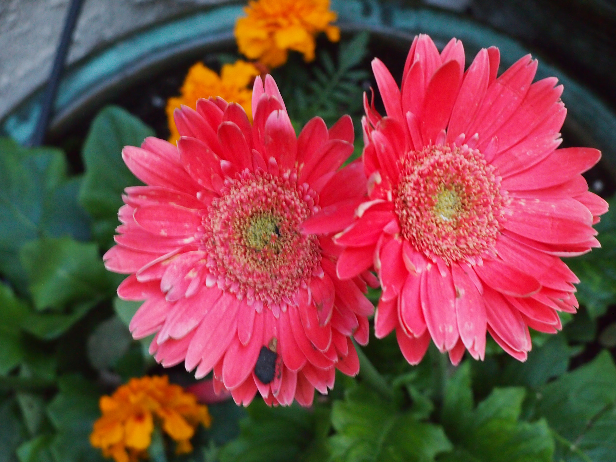 Olympus PEN E-P3 sample photo. Olympus digital camera photography
