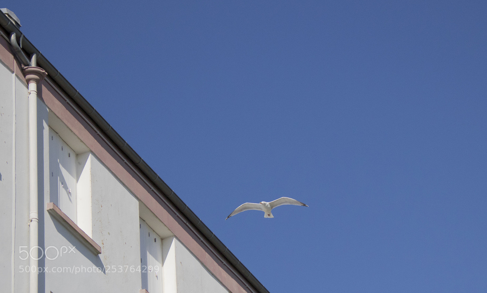 Canon EOS 750D (EOS Rebel T6i / EOS Kiss X8i) sample photo. Seagull's life photography