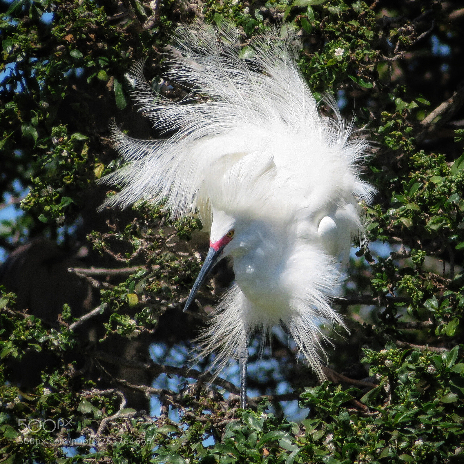 Canon PowerShot SX720 HS sample photo. Wind blown photography