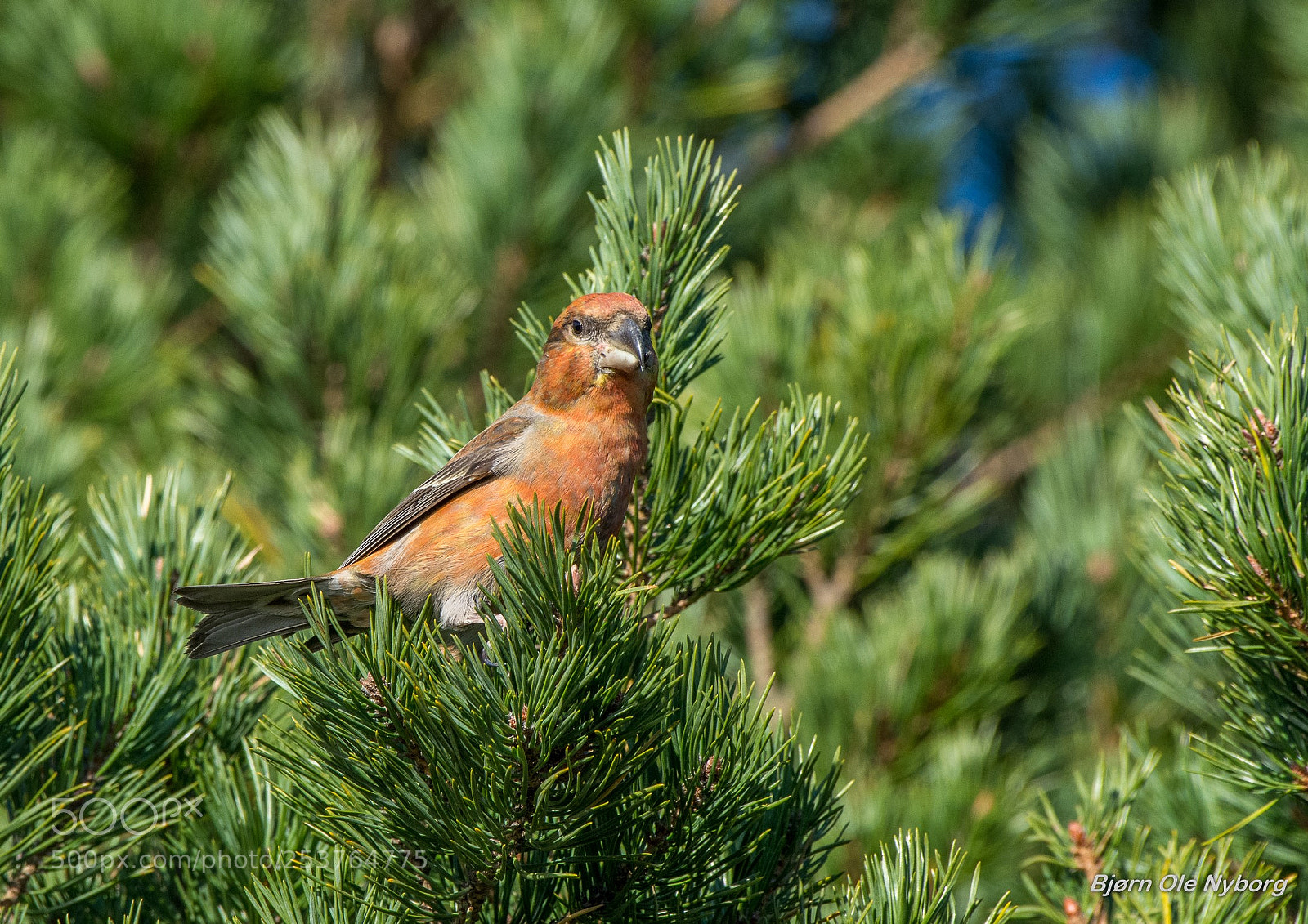 Nikon D7200 sample photo. Parrot crossbill photography