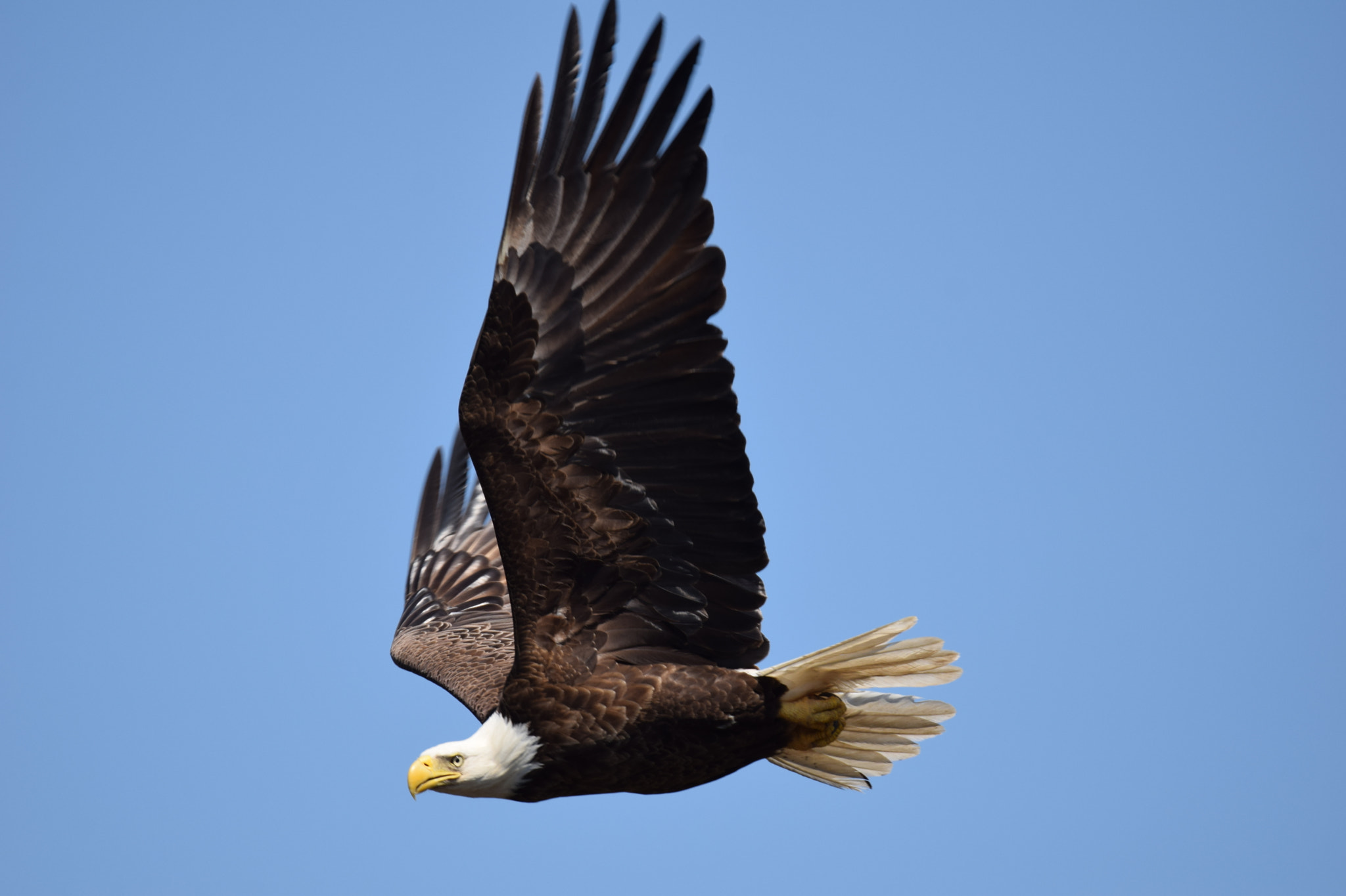 Nikon D5300 sample photo. Eastern neck (afternoon) () photography