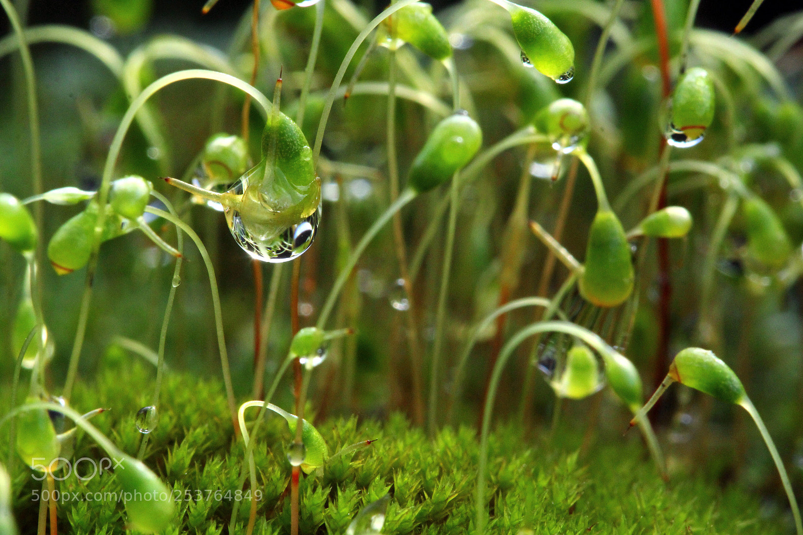 Canon EOS 60D sample photo. Moss photography