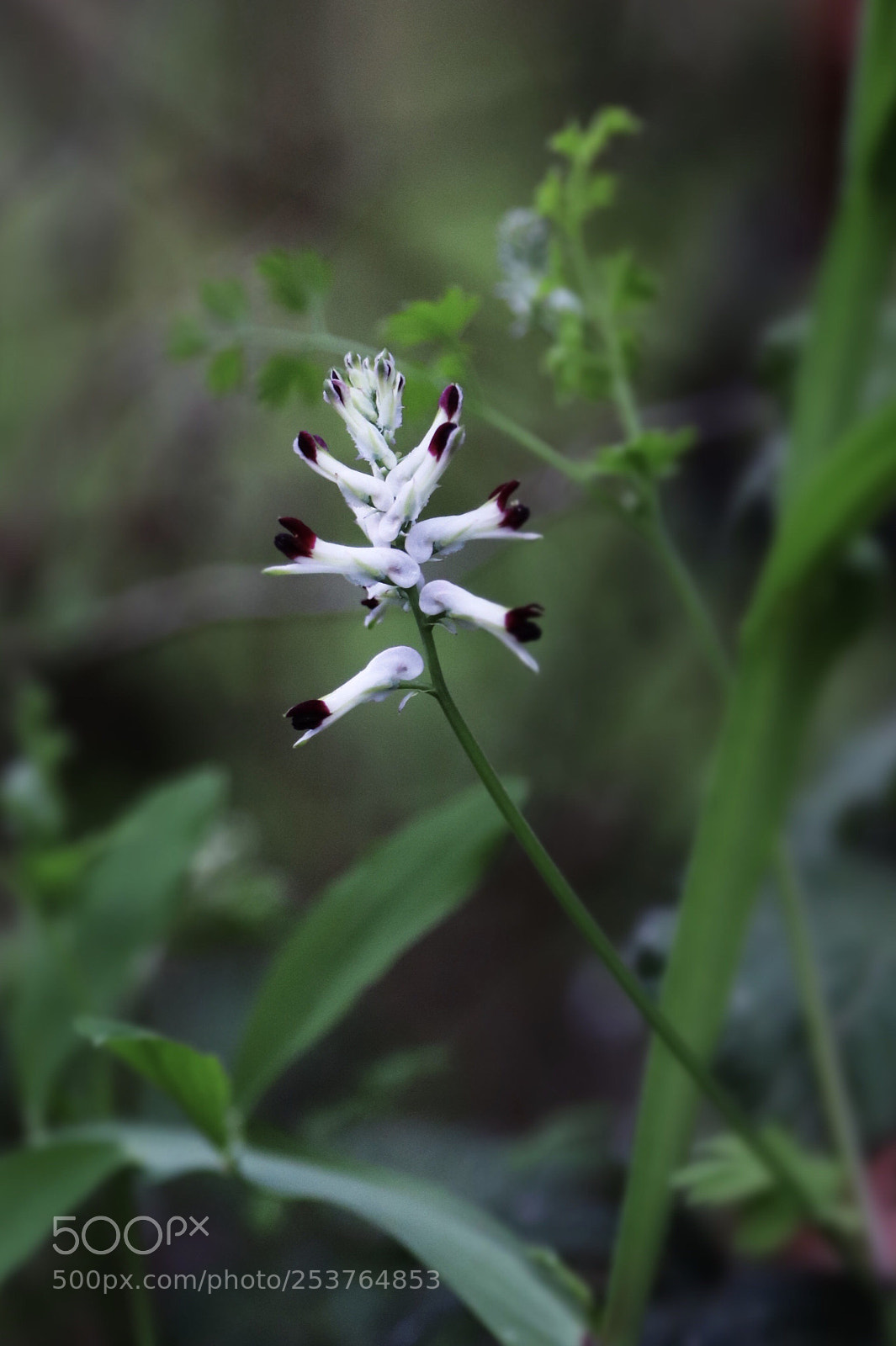 Canon EOS 77D (EOS 9000D / EOS 770D) sample photo. Spring2 photography