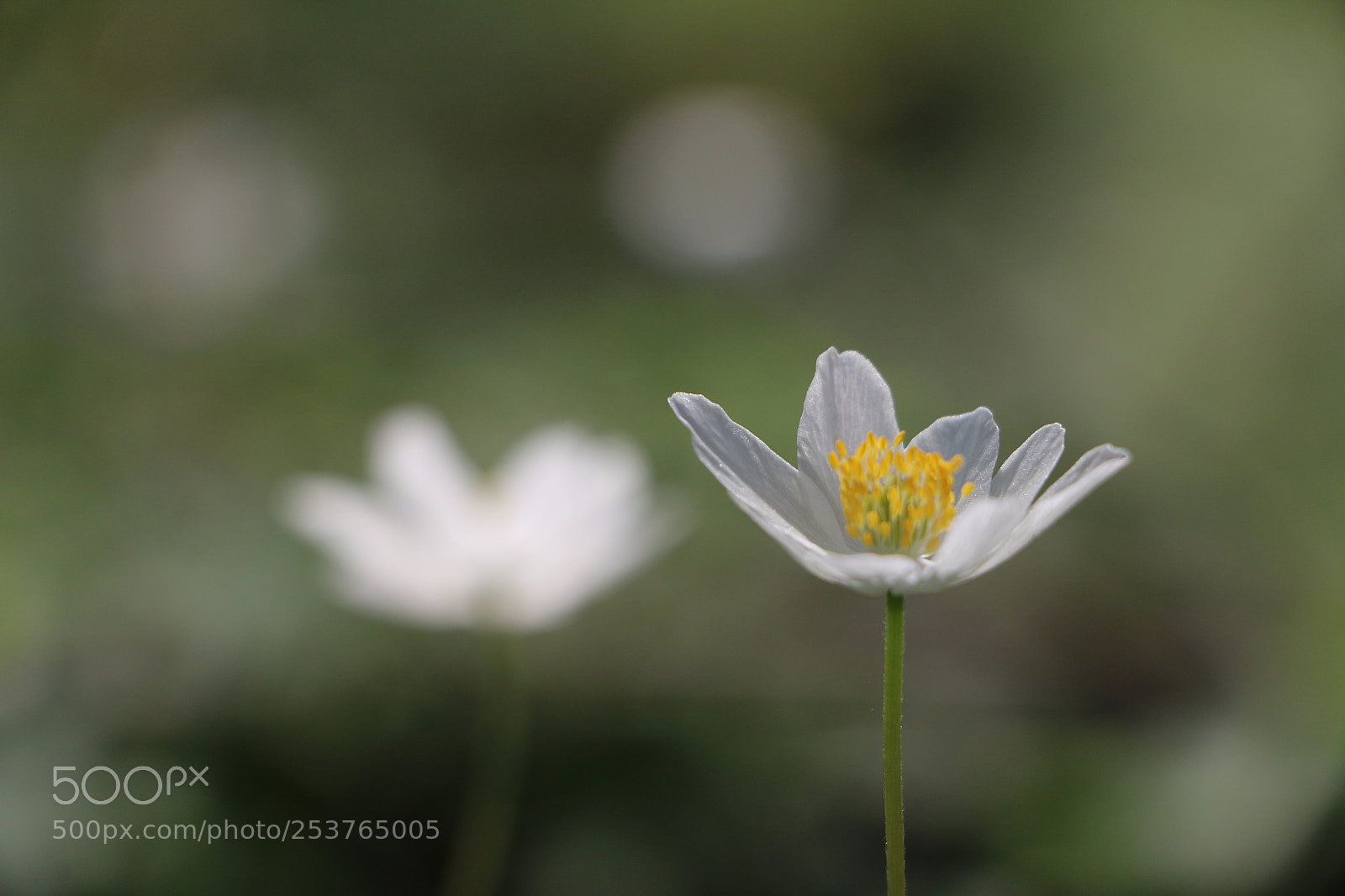 Canon EOS 70D sample photo. Flowerpower photography