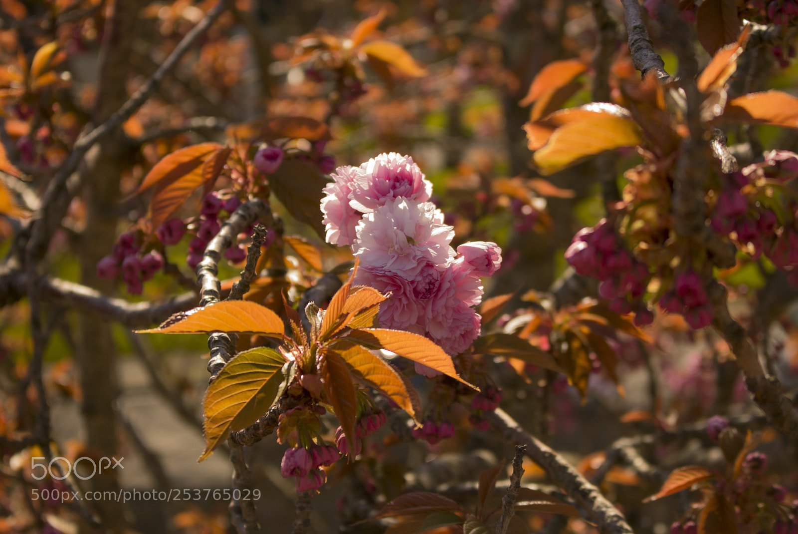 Canon EOS 750D (EOS Rebel T6i / EOS Kiss X8i) sample photo. Nice colours photography