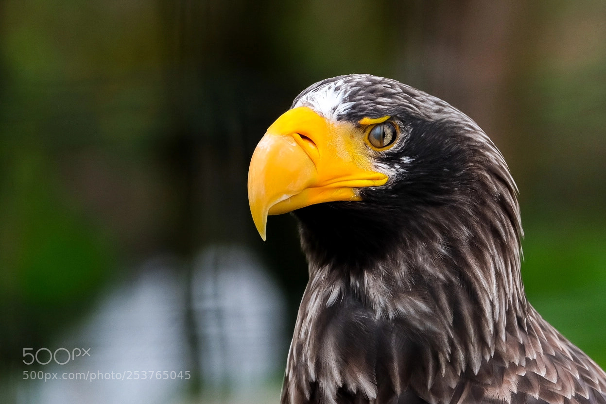 Fujifilm X-T2 sample photo. Eagle photography