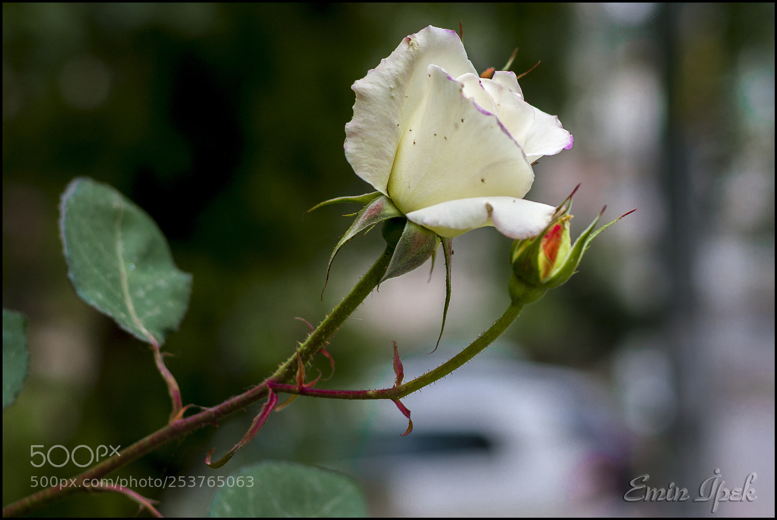 Canon EOS 40D sample photo. Rose photography