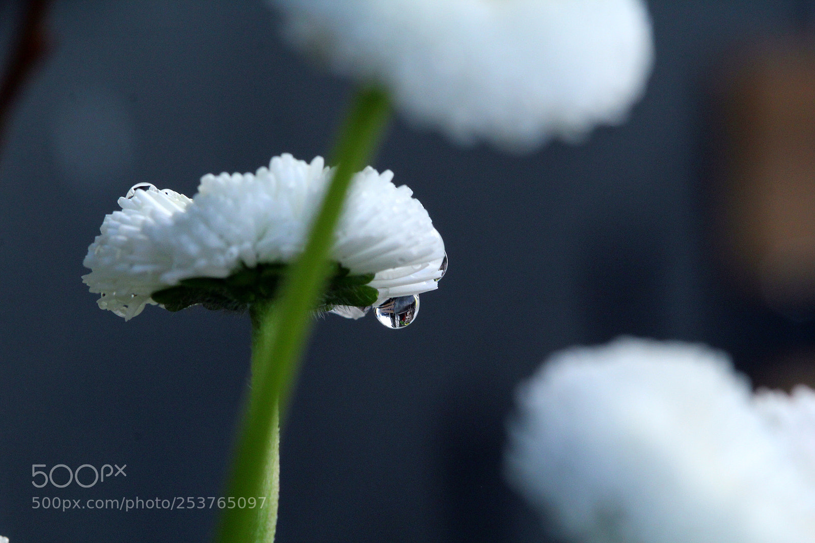 Canon EOS 60D sample photo. Belli after rain  photography