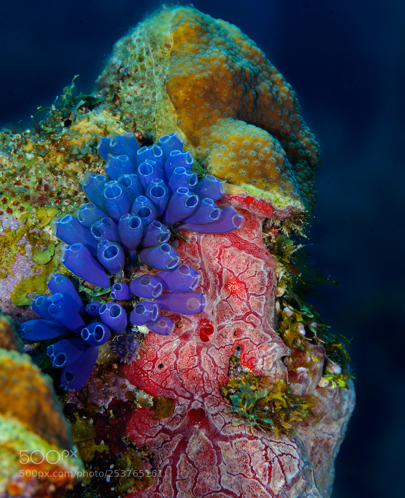 Nikon D800 sample photo. Blue bell tunicate and photography