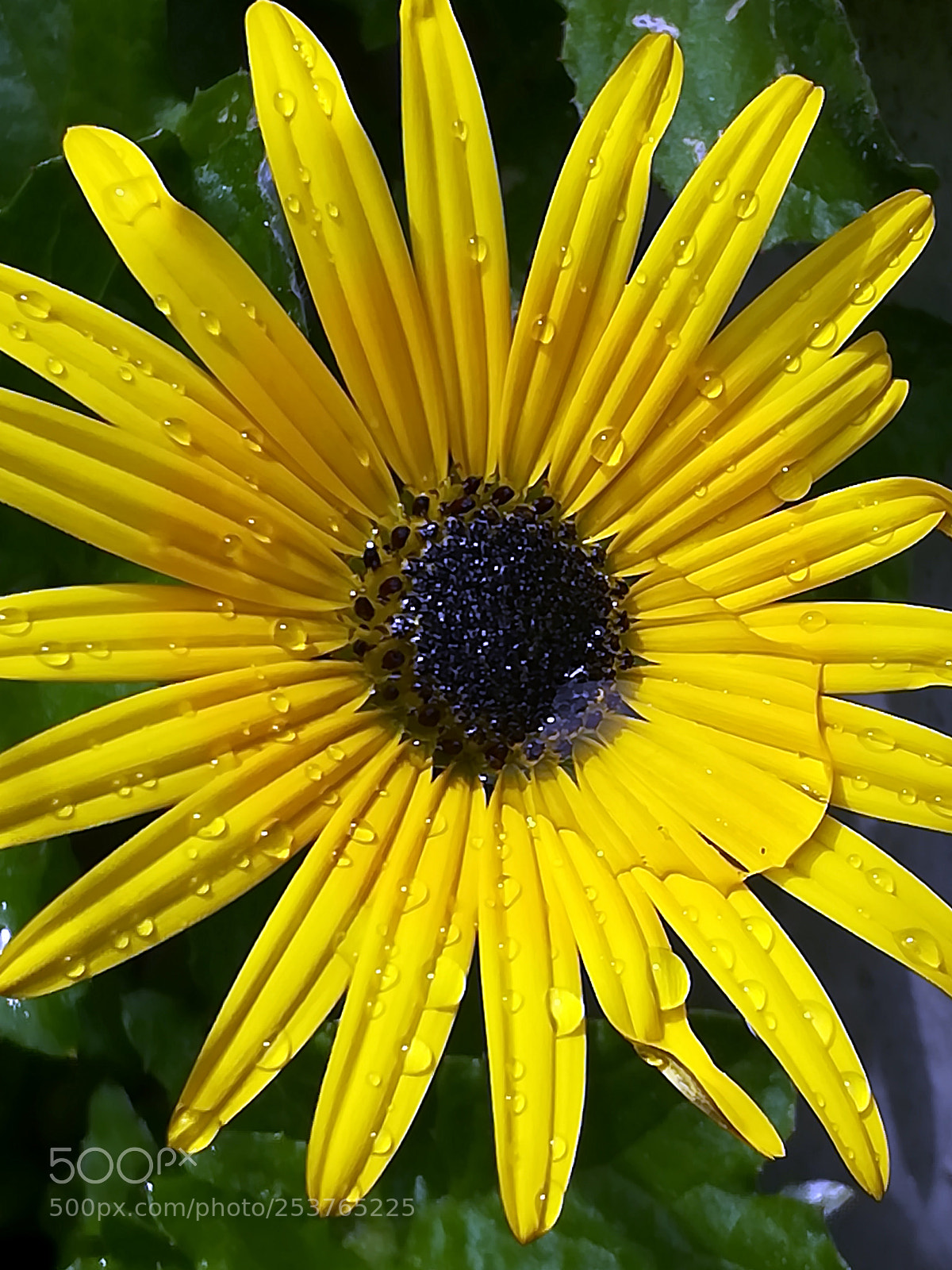 HUAWEI honor 6x sample photo. After the rain photography