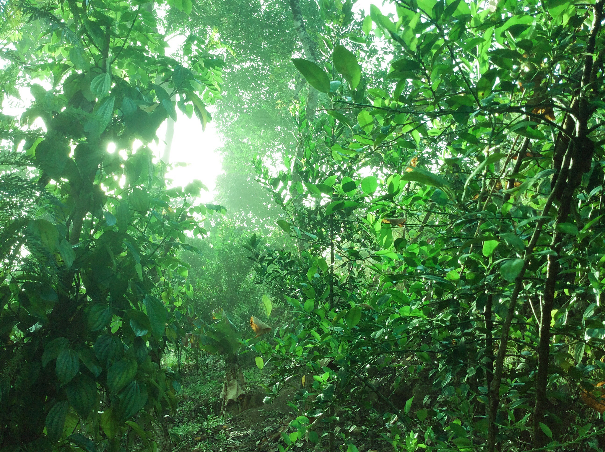 Apple iPad Air sample photo. Good morning photography