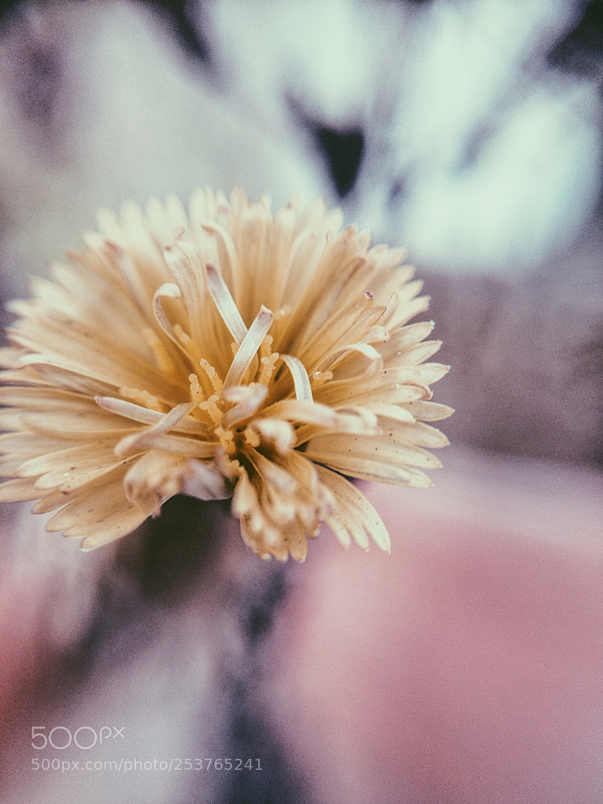 Apple iPhone 5s sample photo. Untitled photography