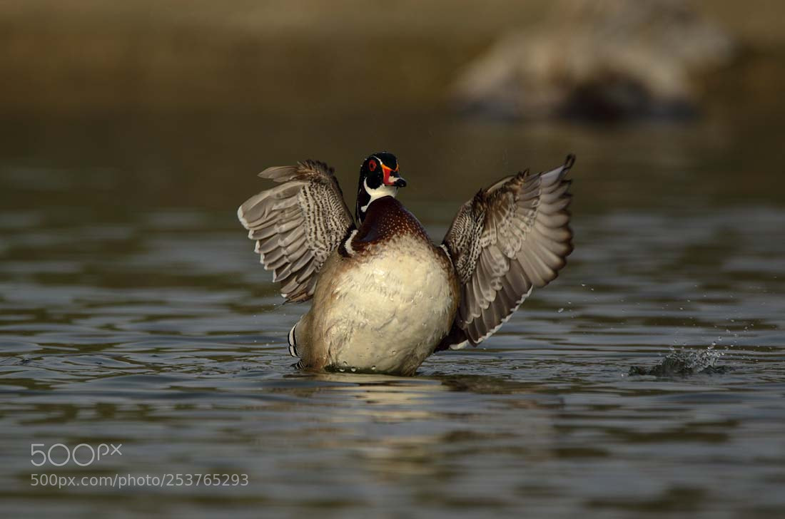 Canon EOS 7D Mark II sample photo. Wood duck photography