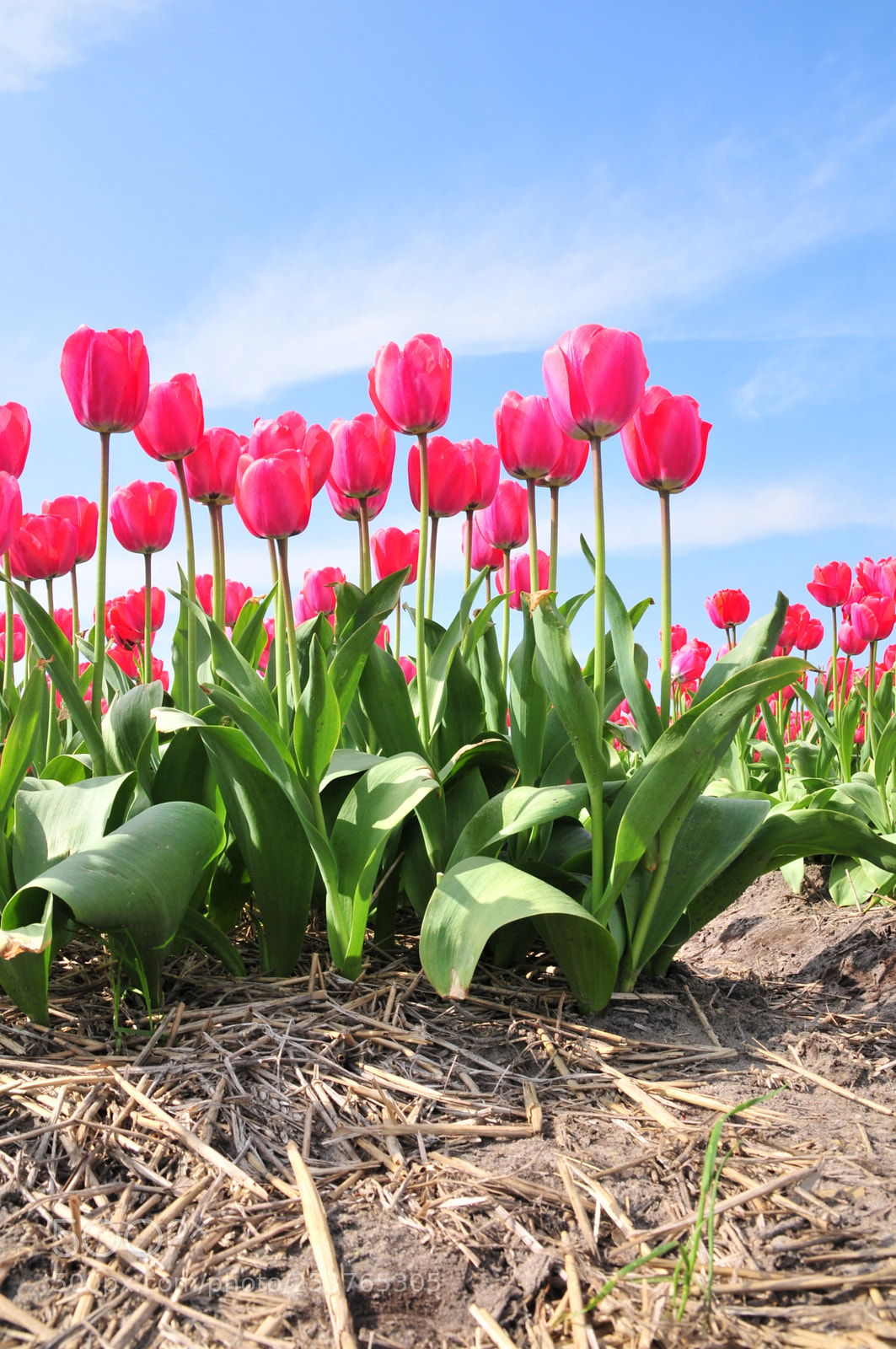 Nikon D300 sample photo. Tulip photography