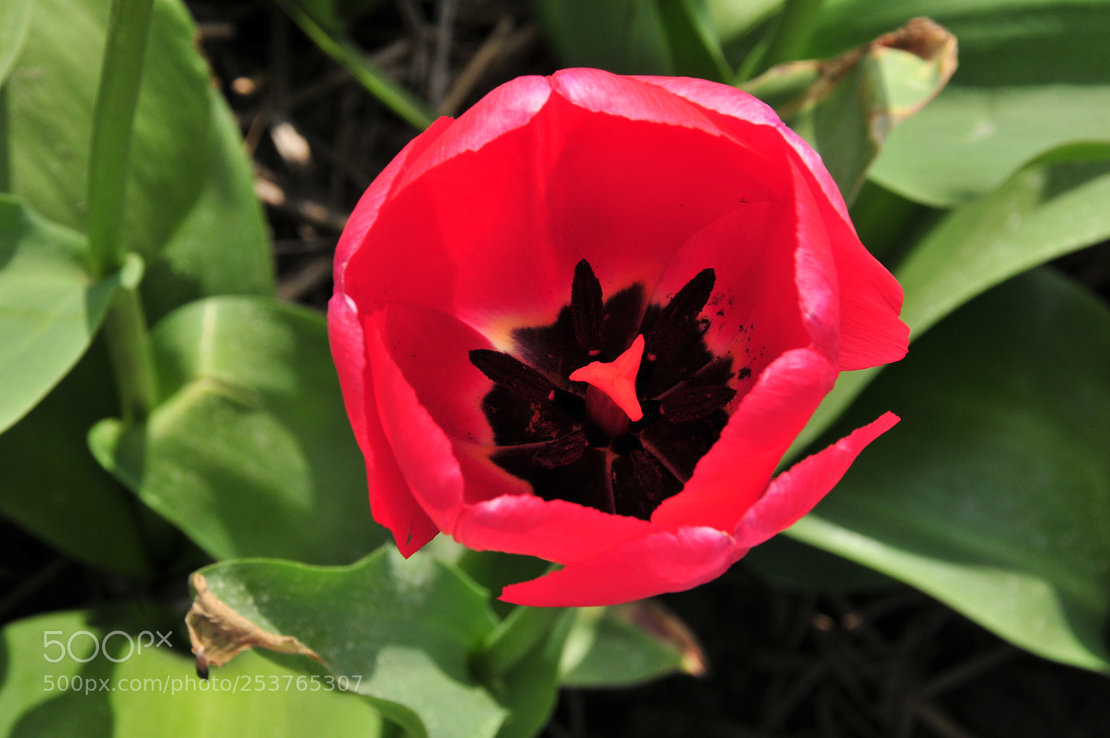 Nikon D300 sample photo. Flower photography