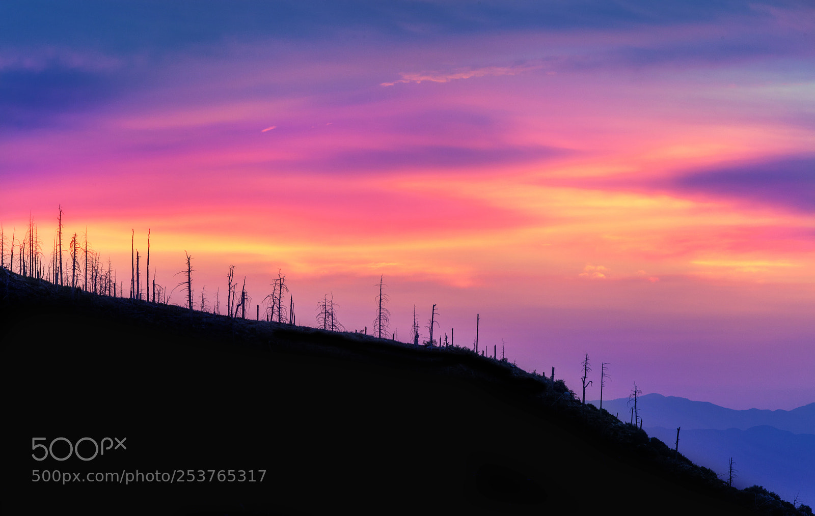 Canon EOS 5D Mark II sample photo. The standing dead: silhouetted photography