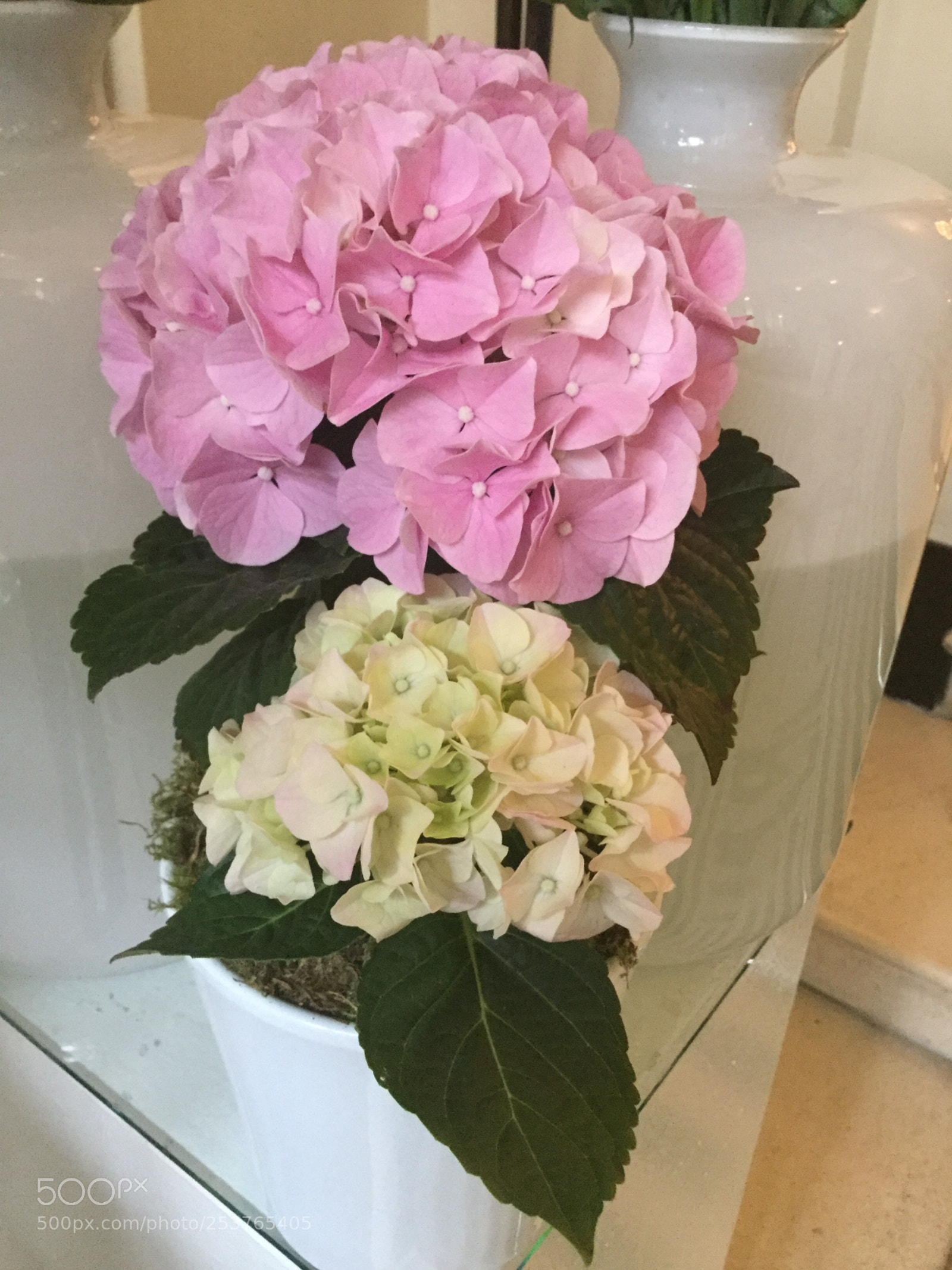 Apple iPod touch sample photo. Pink and white hydrangeas photography